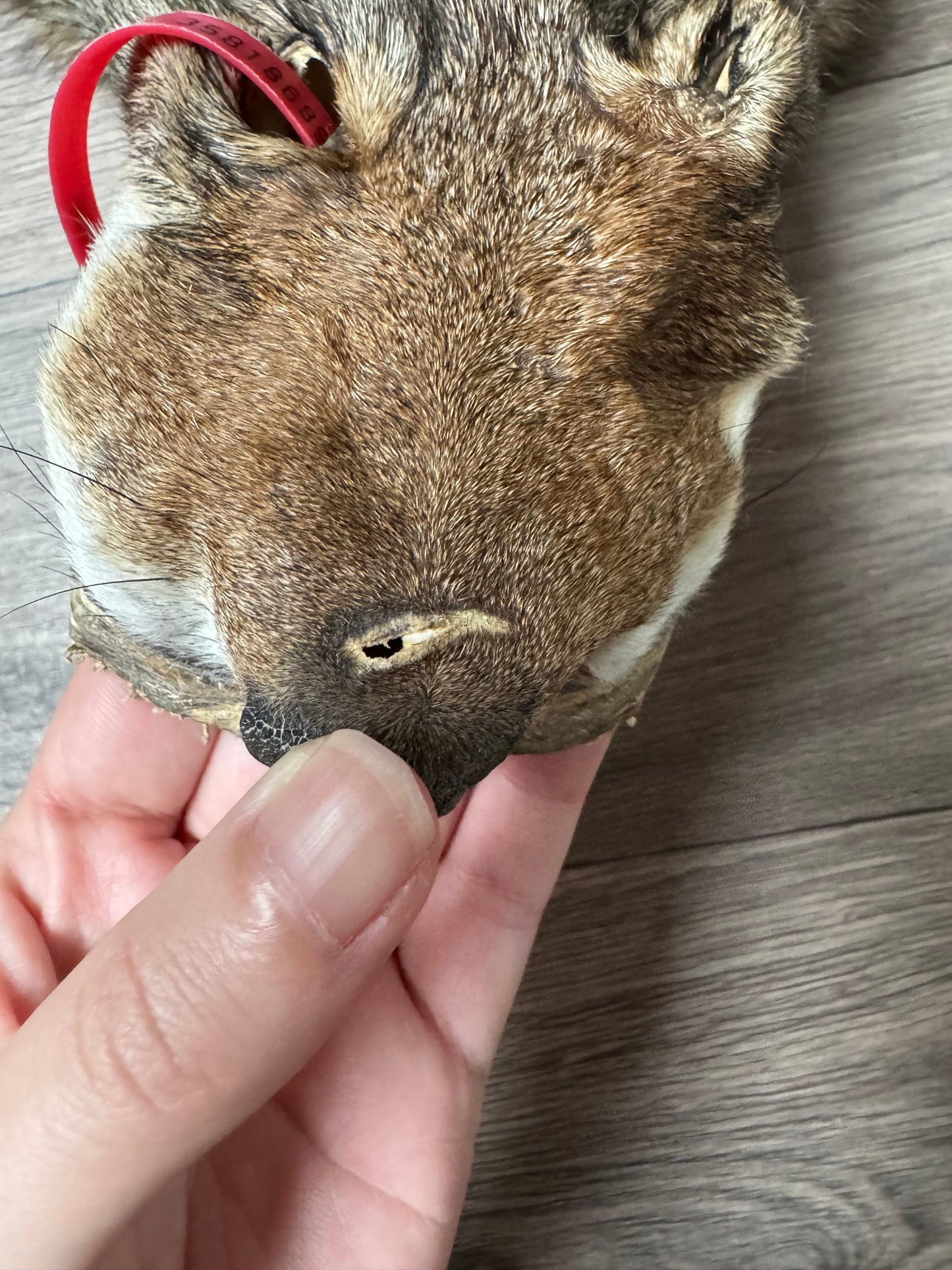 Male coyote mountable pelt (14)