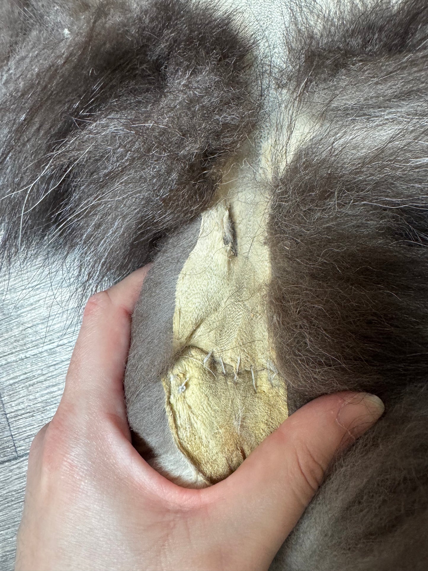 Silver fox pelt (9)