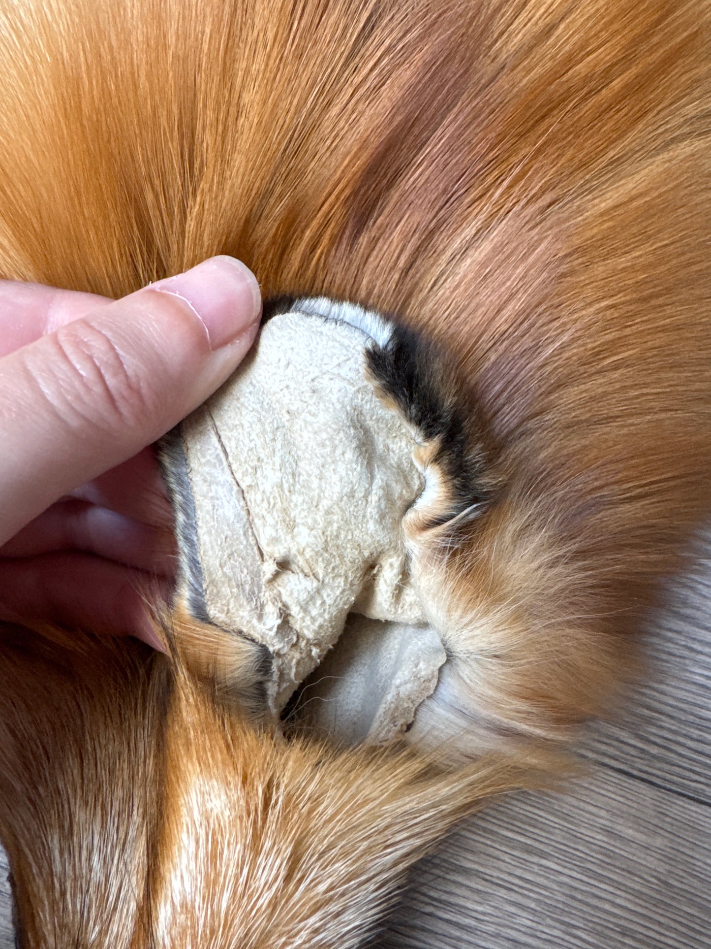 Gold fox pelt (47)