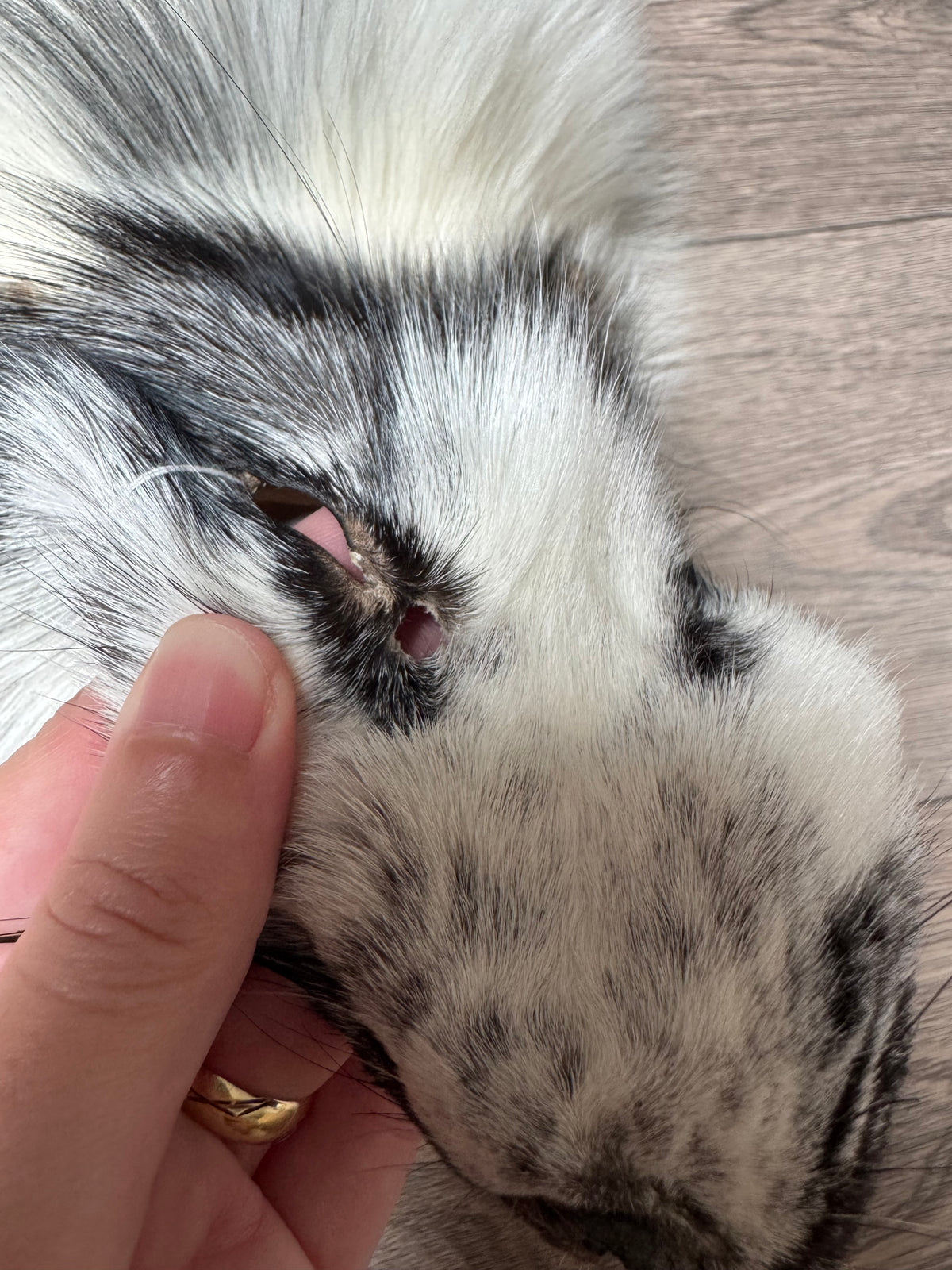 Arctic Marble fox pelt (23)