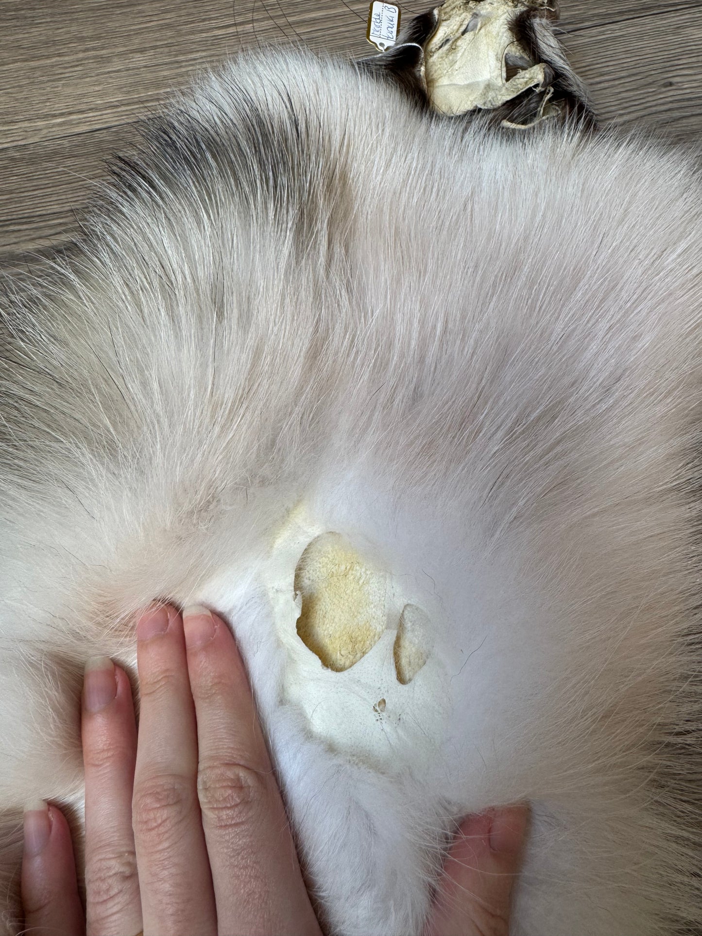Marble tanuki pelt (13)