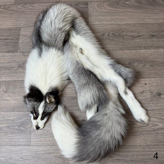 Platinum fox pelt (4)
