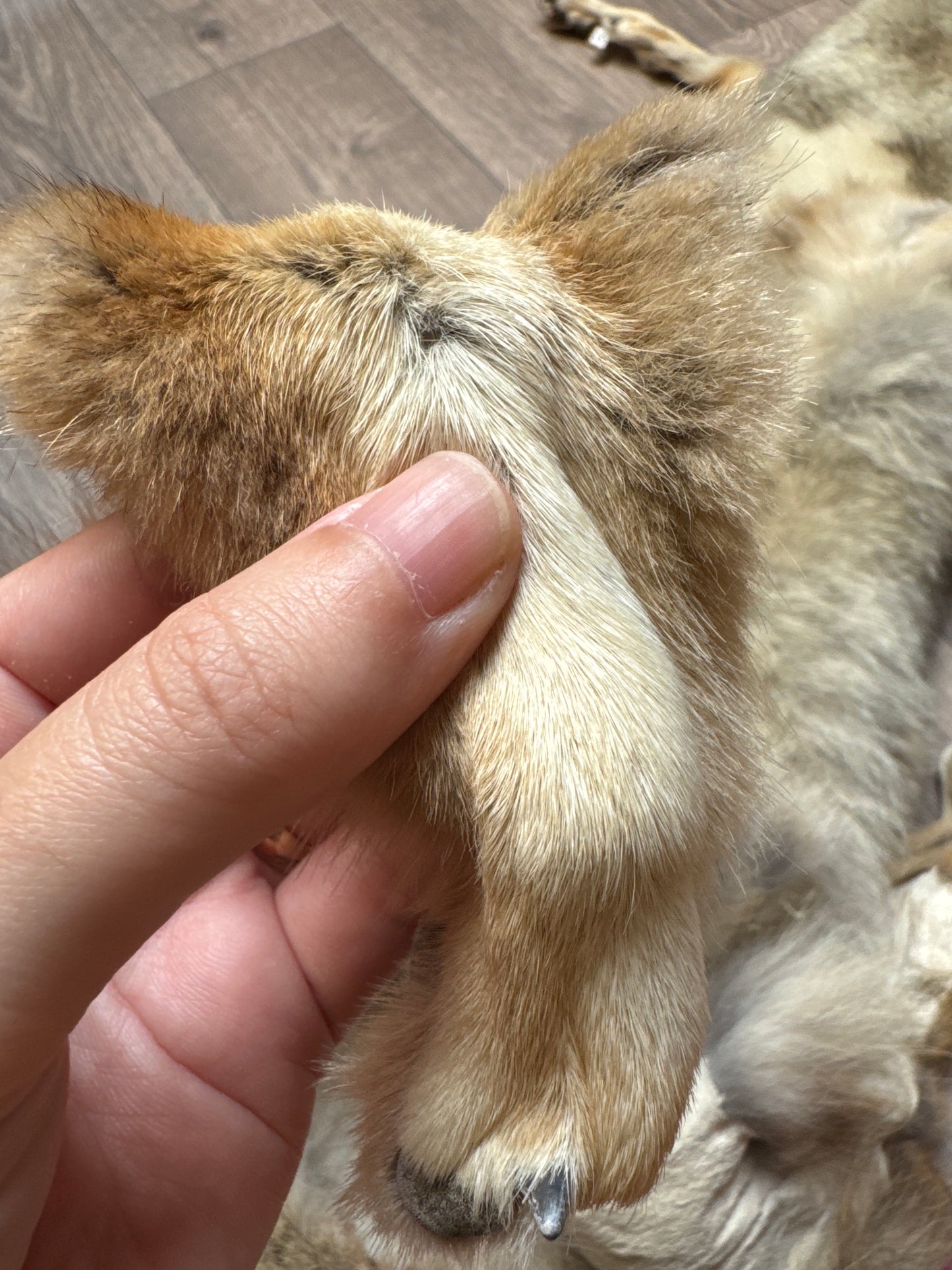 Male coyote mountable pelt (3)
