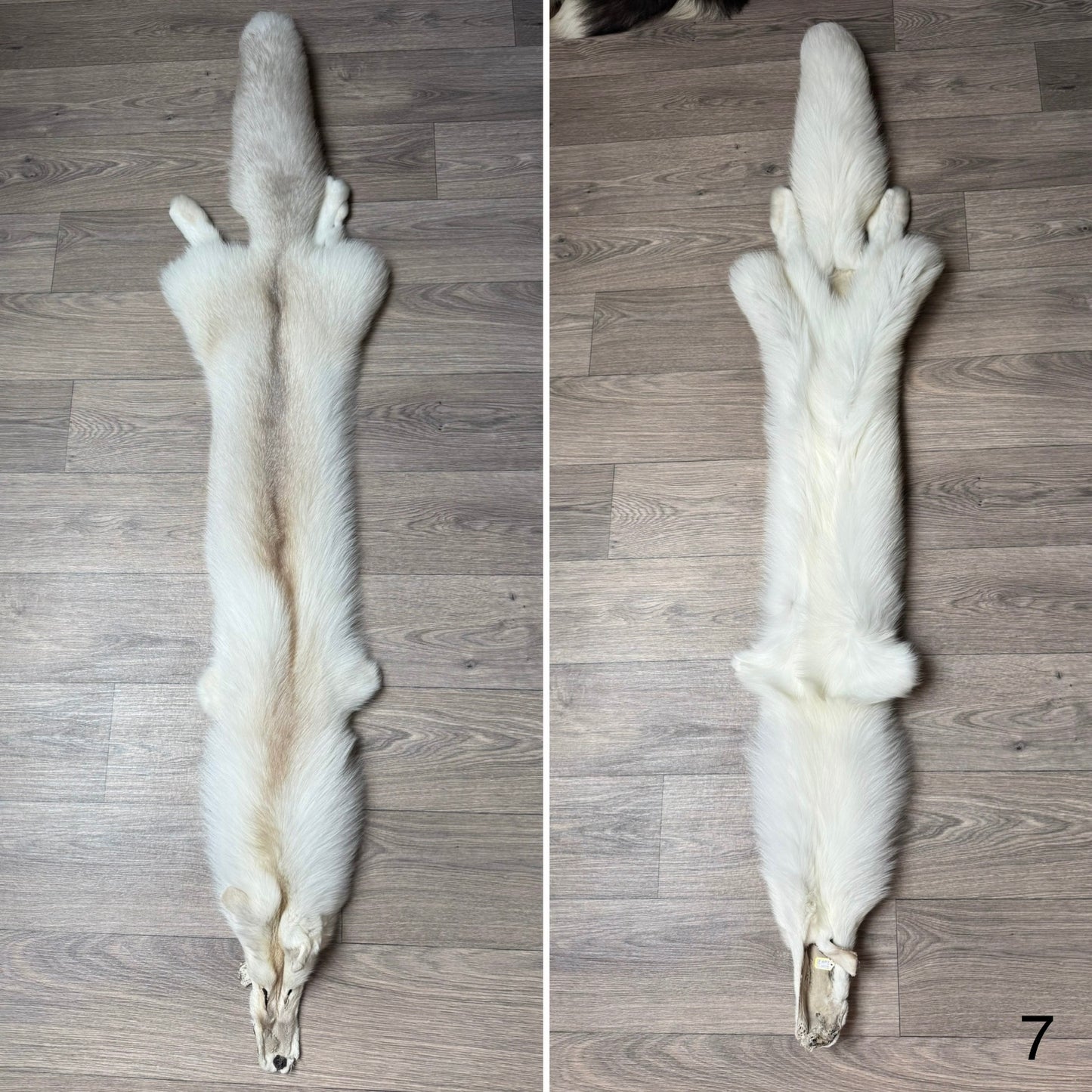 Fawn Light fox pelt (7)