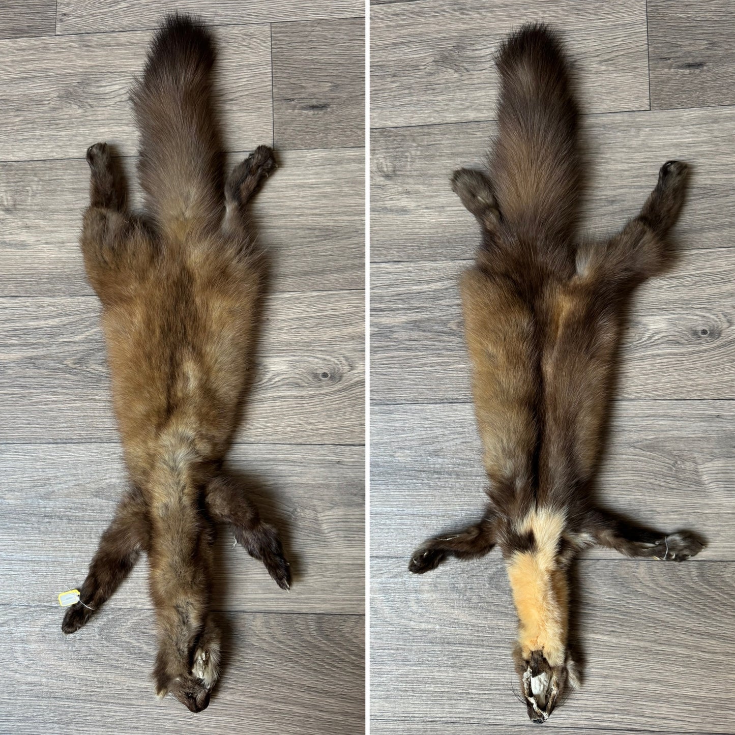 Male pine marten mountable pelt (1)