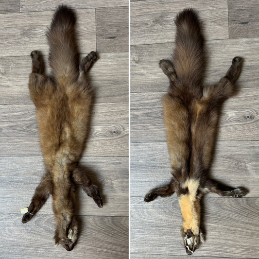 Male pine marten mountable pelt (1)