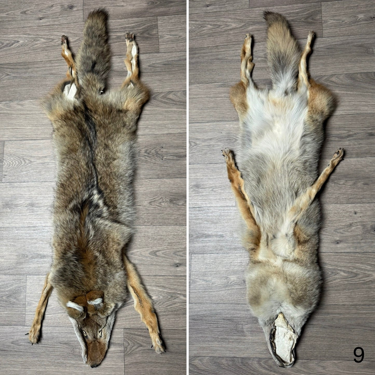 Female coyote mountable pelt (9)