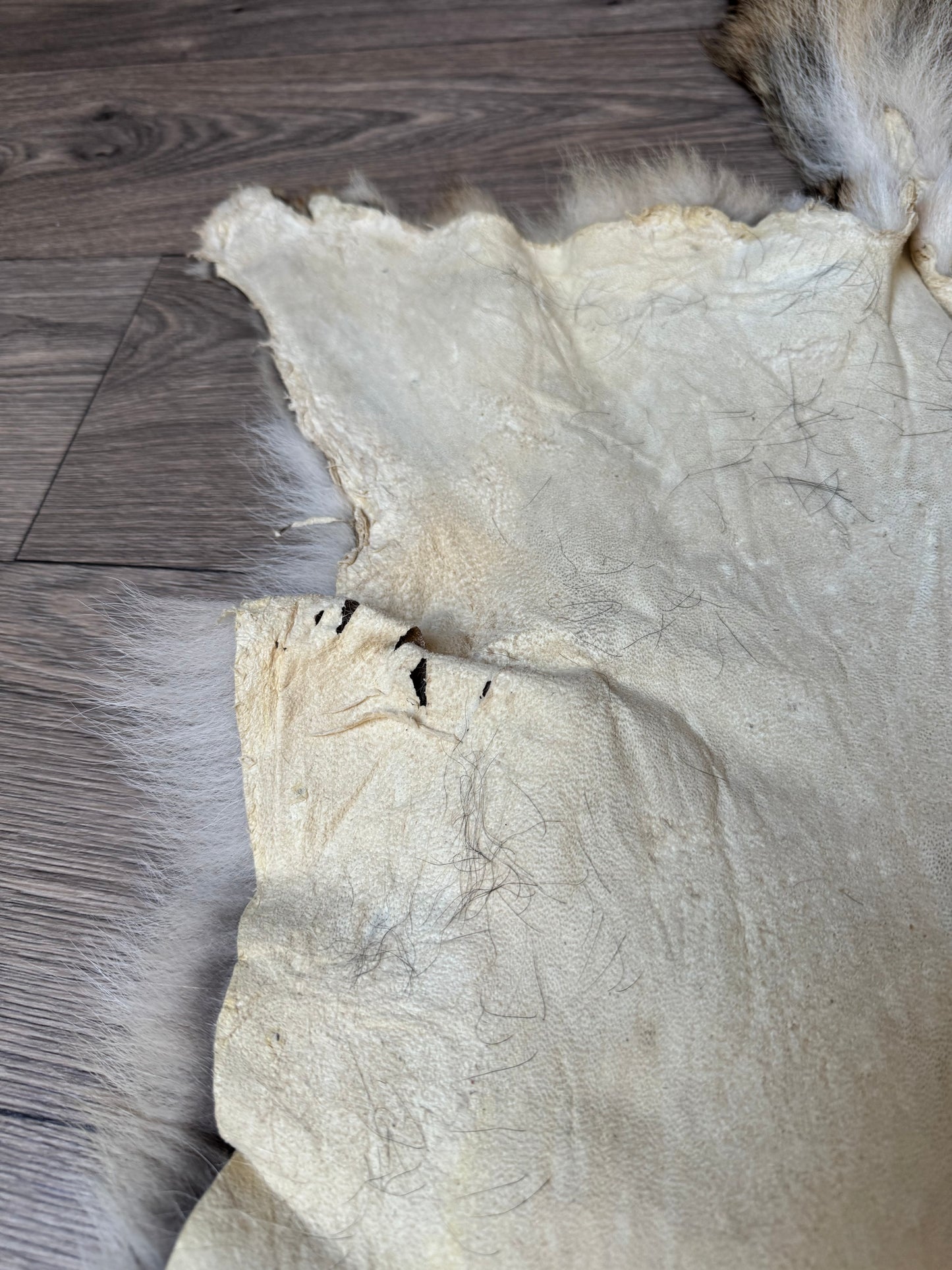 Coyote pelt (2)
