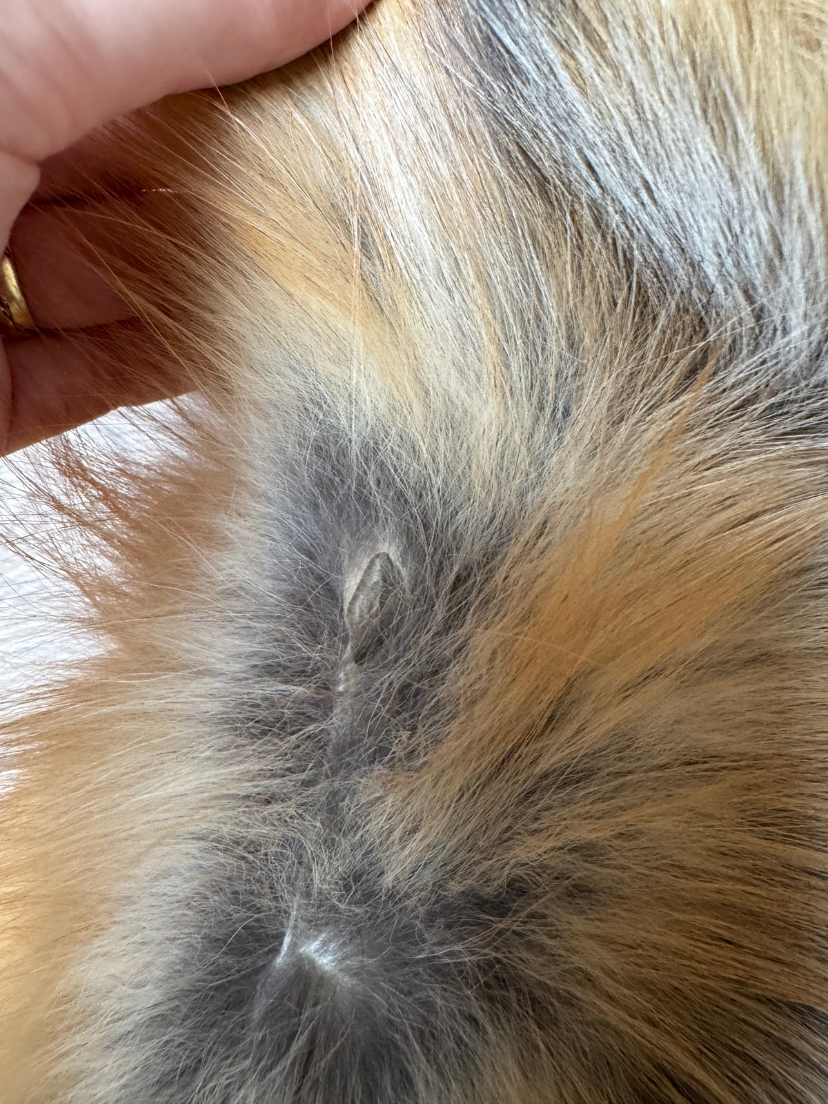 Gold fox pelt (2)