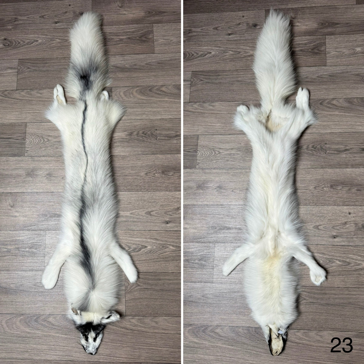 Arctic Marble fox pelt (23)