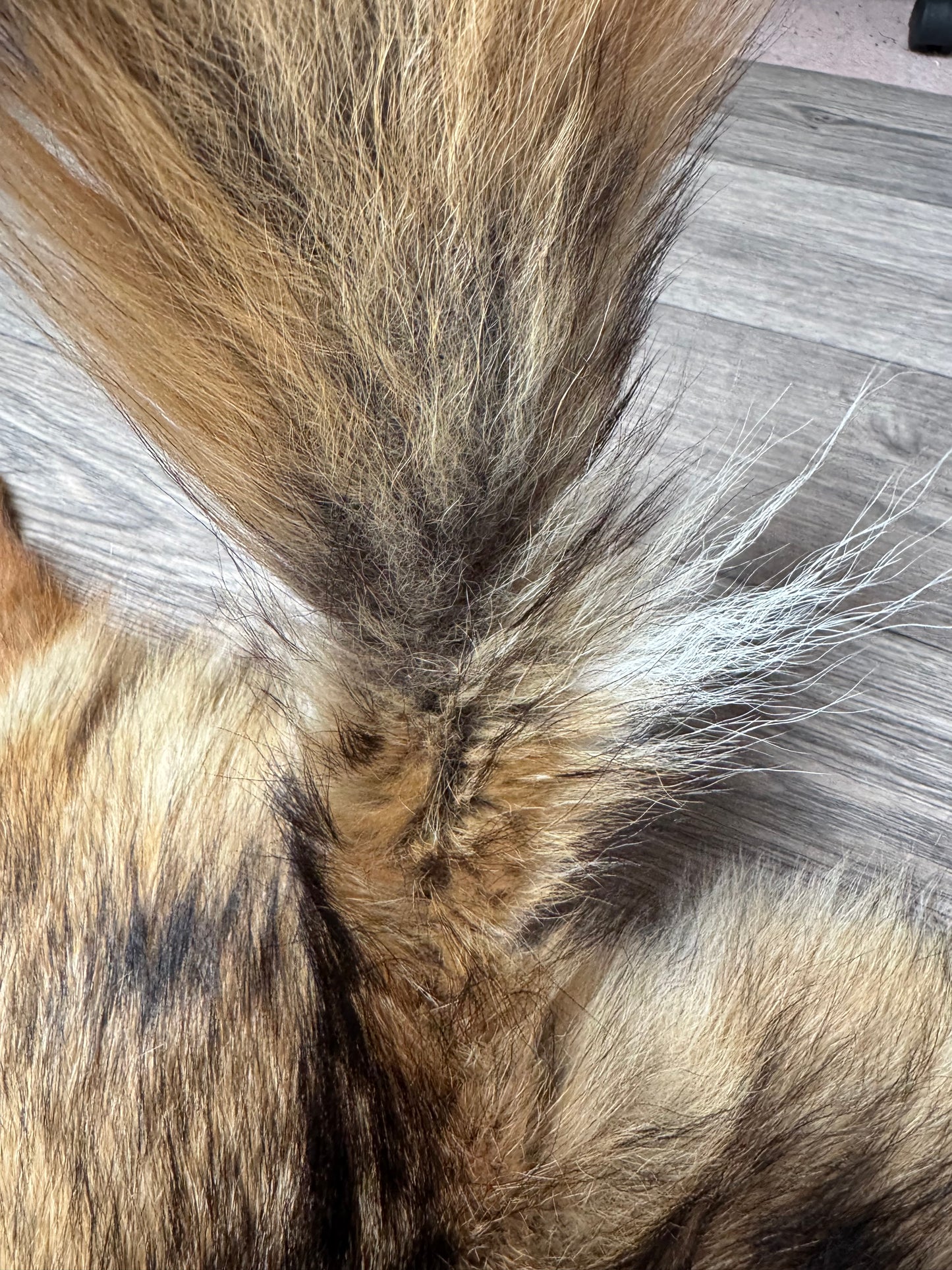Coyote pelt (10)