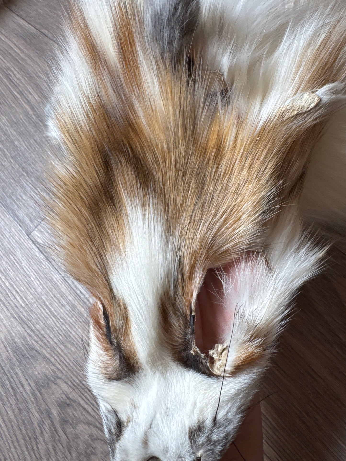 Sun Glow fox pelt (18)