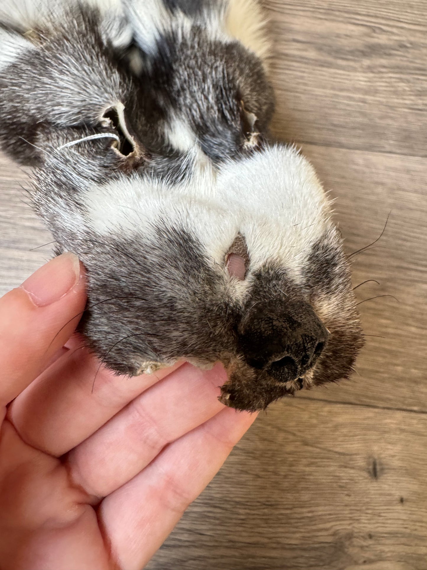 Marble Frost fox pelt (10)