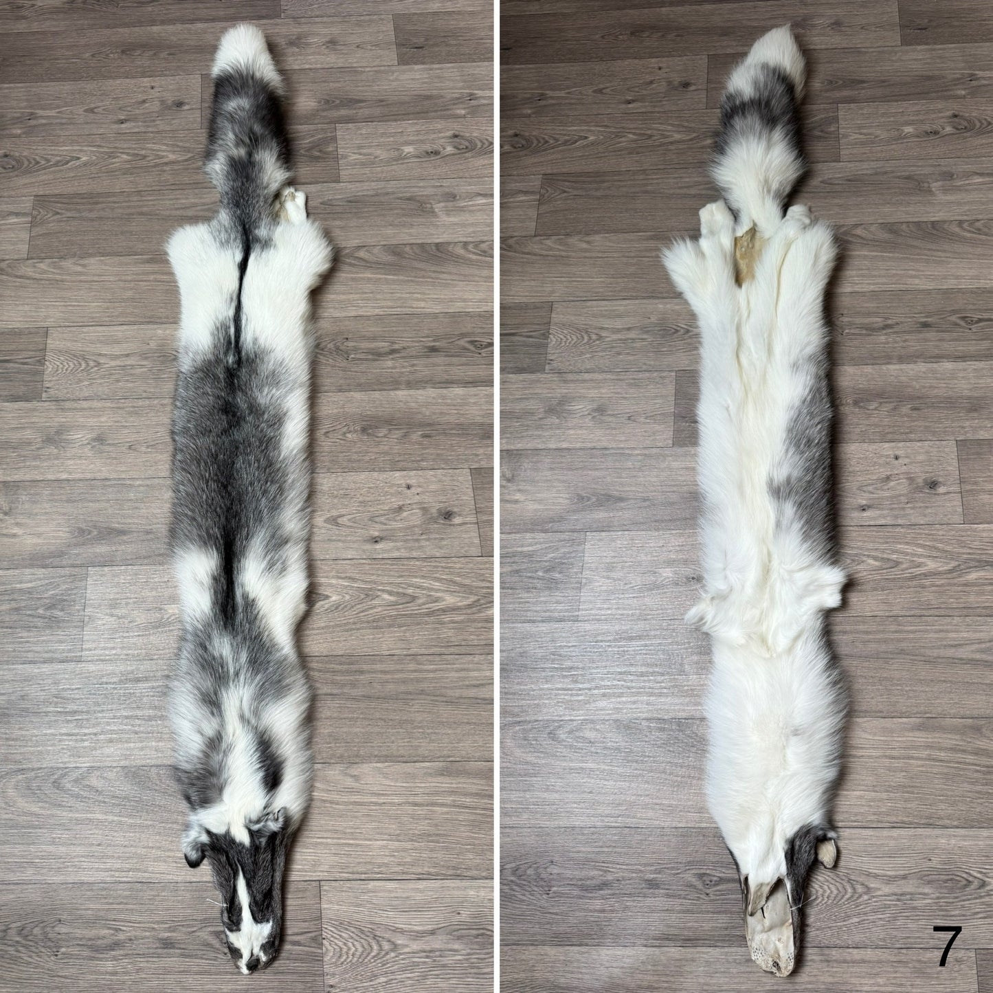Marble Frost fox pelt (7) (extremely large pelt)