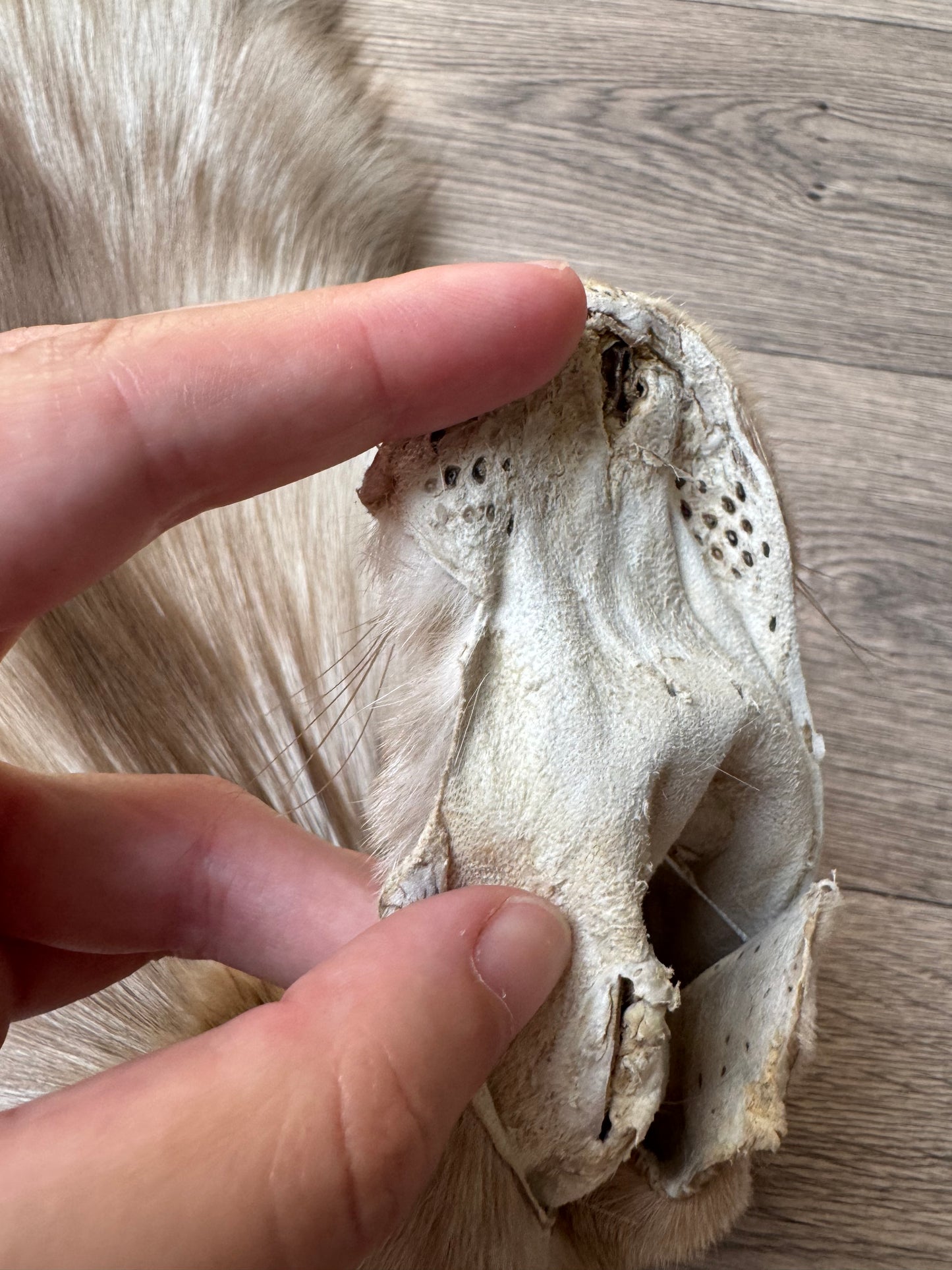 Amber fox pelt (1)