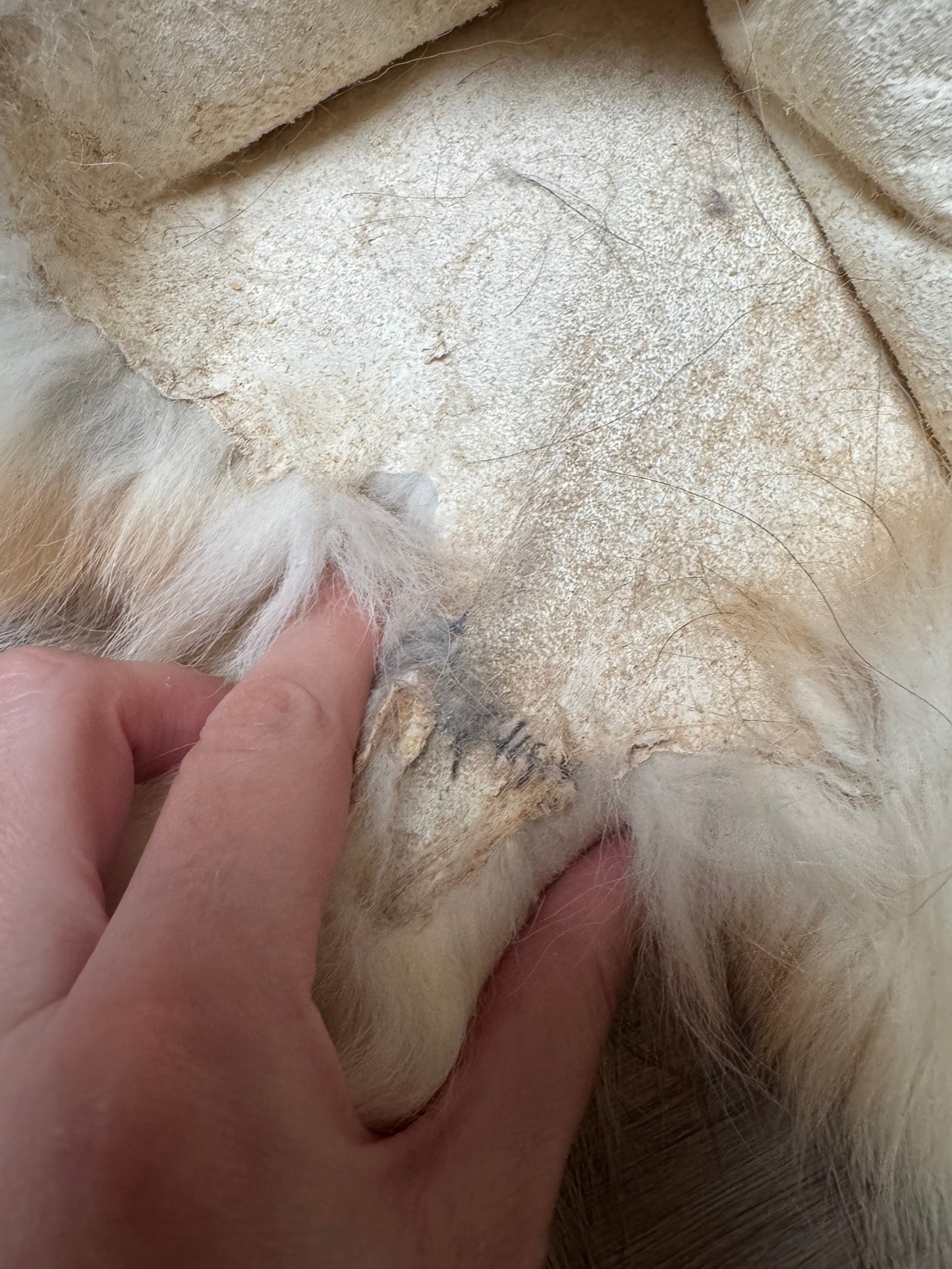 Female Gold Ringneck fox mountable pelt (tag 11)