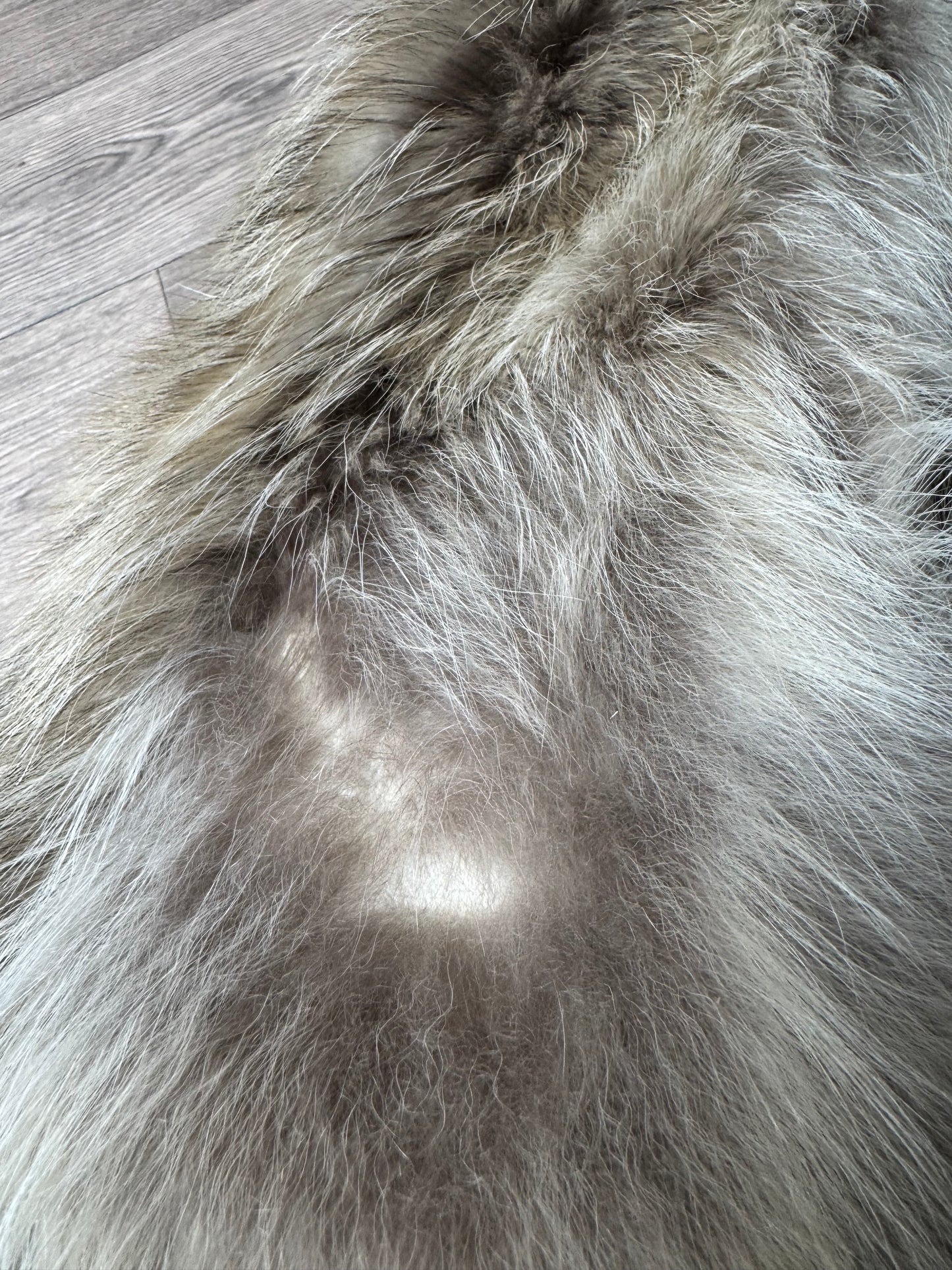 Tanuki pelt (3)