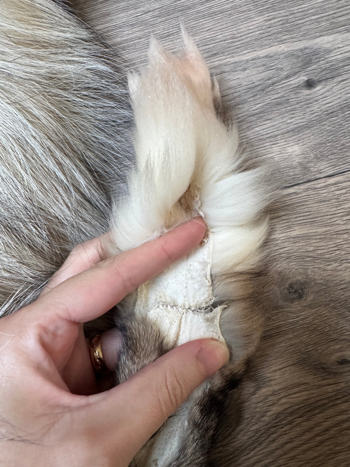 Female Smokey Ringneck fox mountable pelt (tag 93)