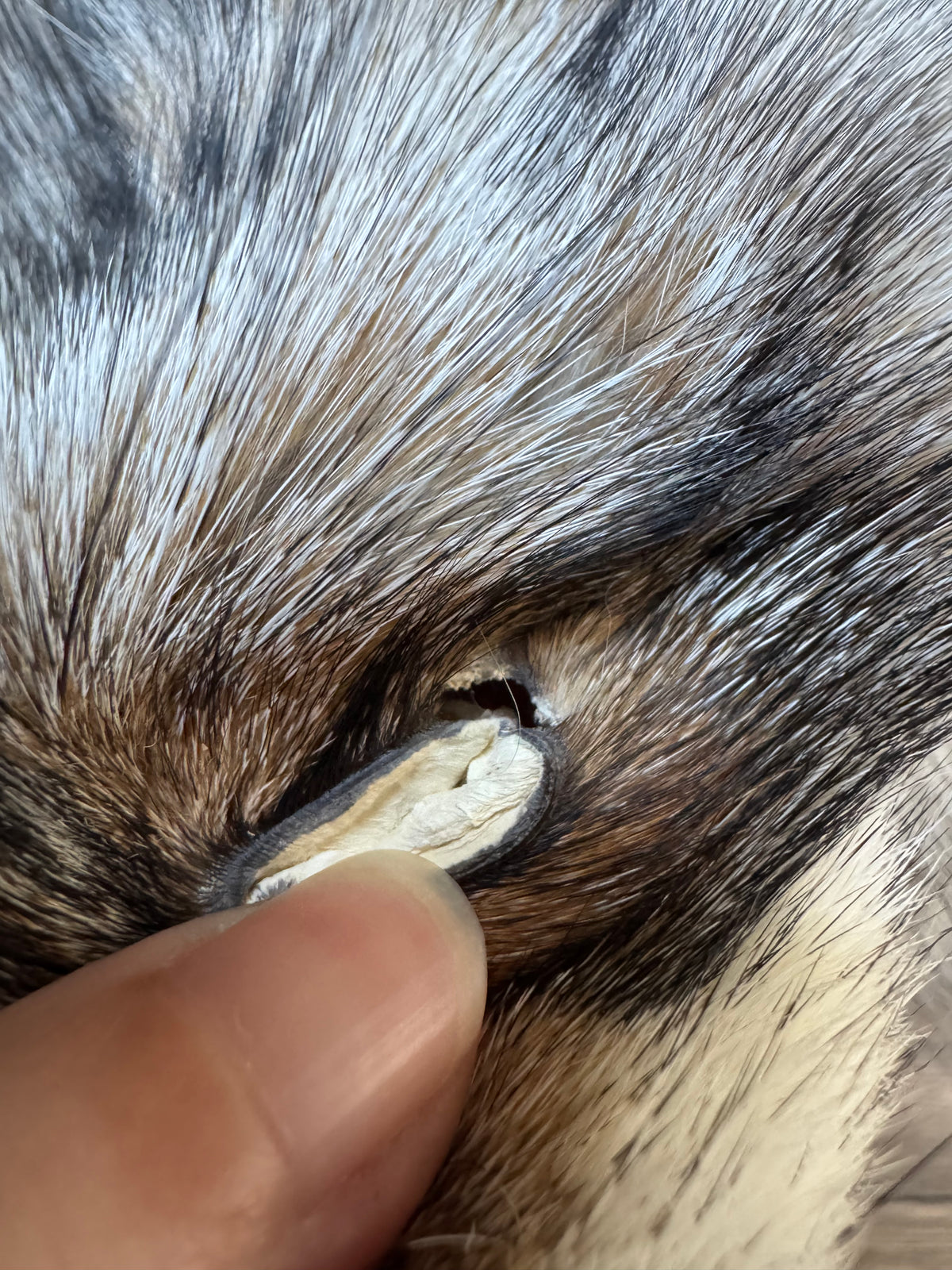 Female Smokey Ringneck fox mountable pelt (tag 93)