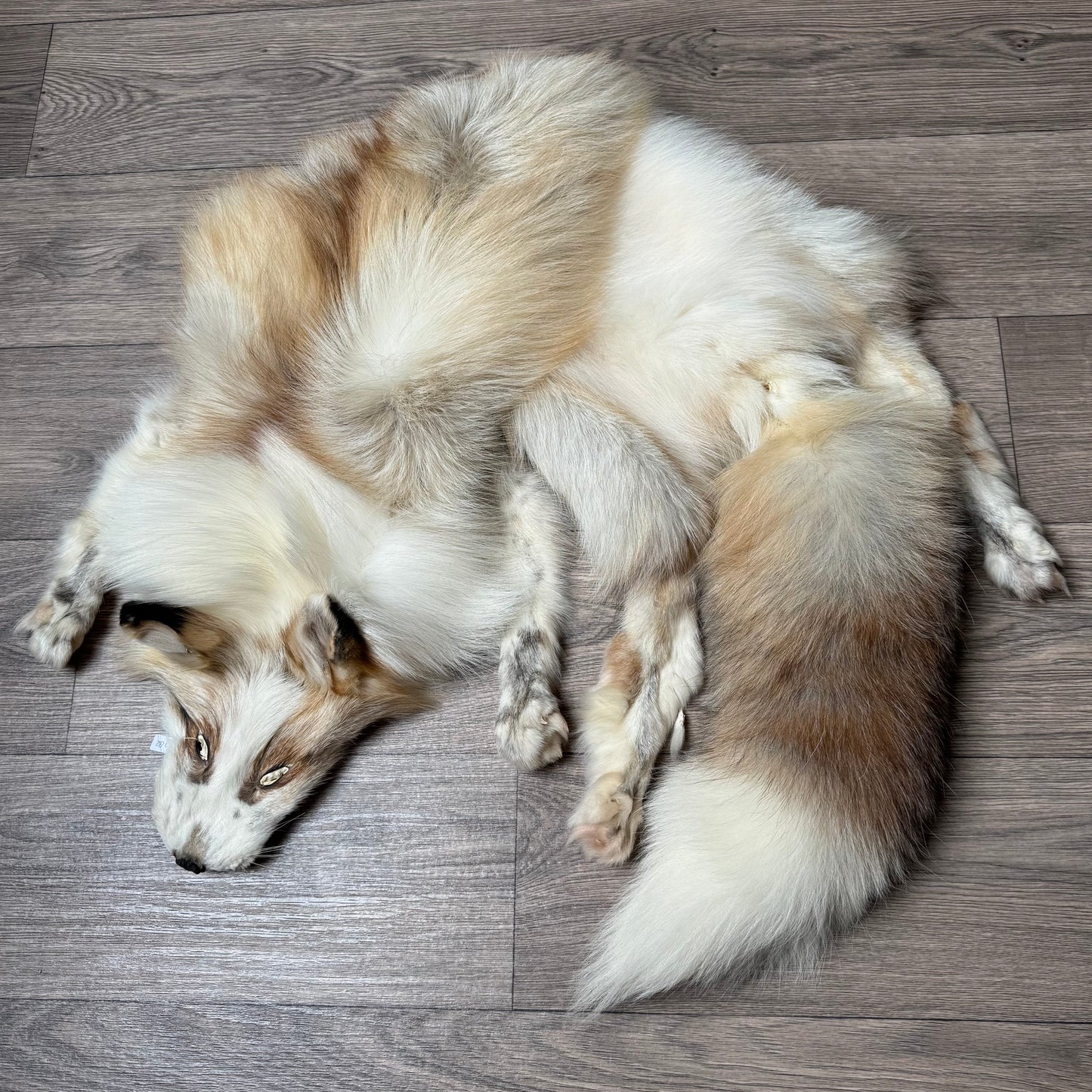 Male Gold Platinum fox mountable pelt (tag 82)