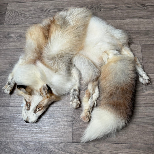 Male Gold Platinum fox mountable pelt (tag 82)