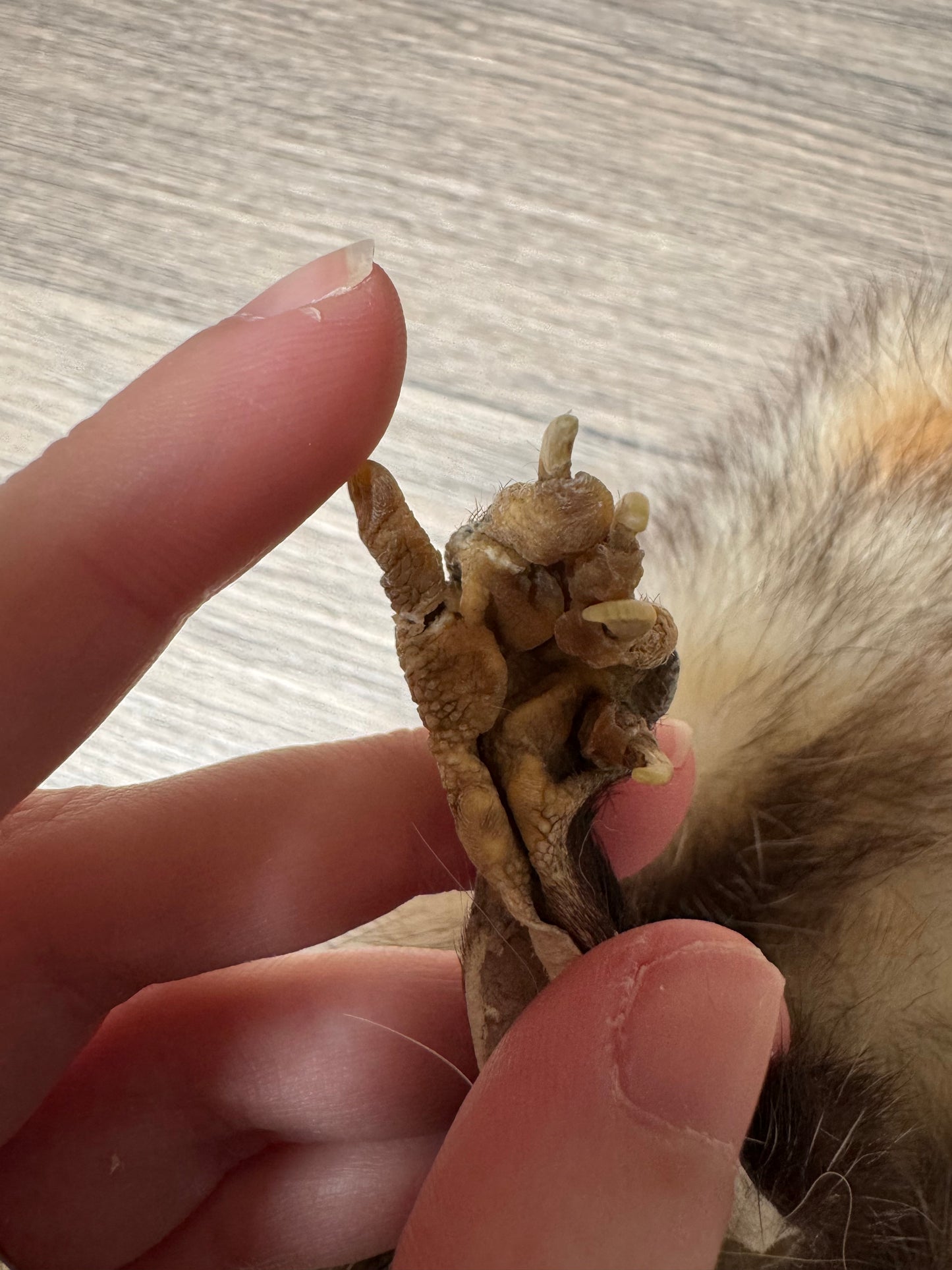 Male opossum mountable pelt (17)