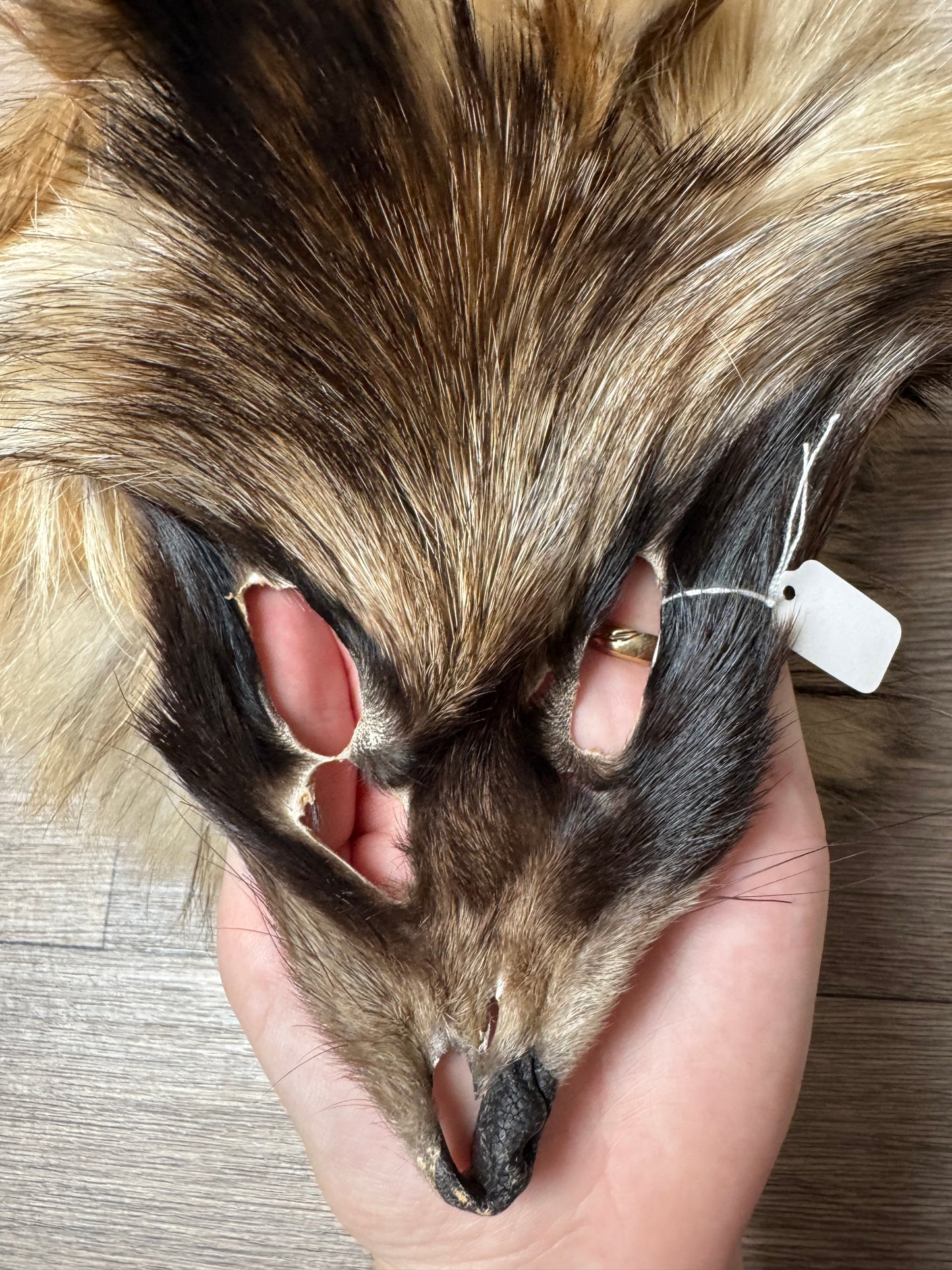 Tanuki pelt (8)