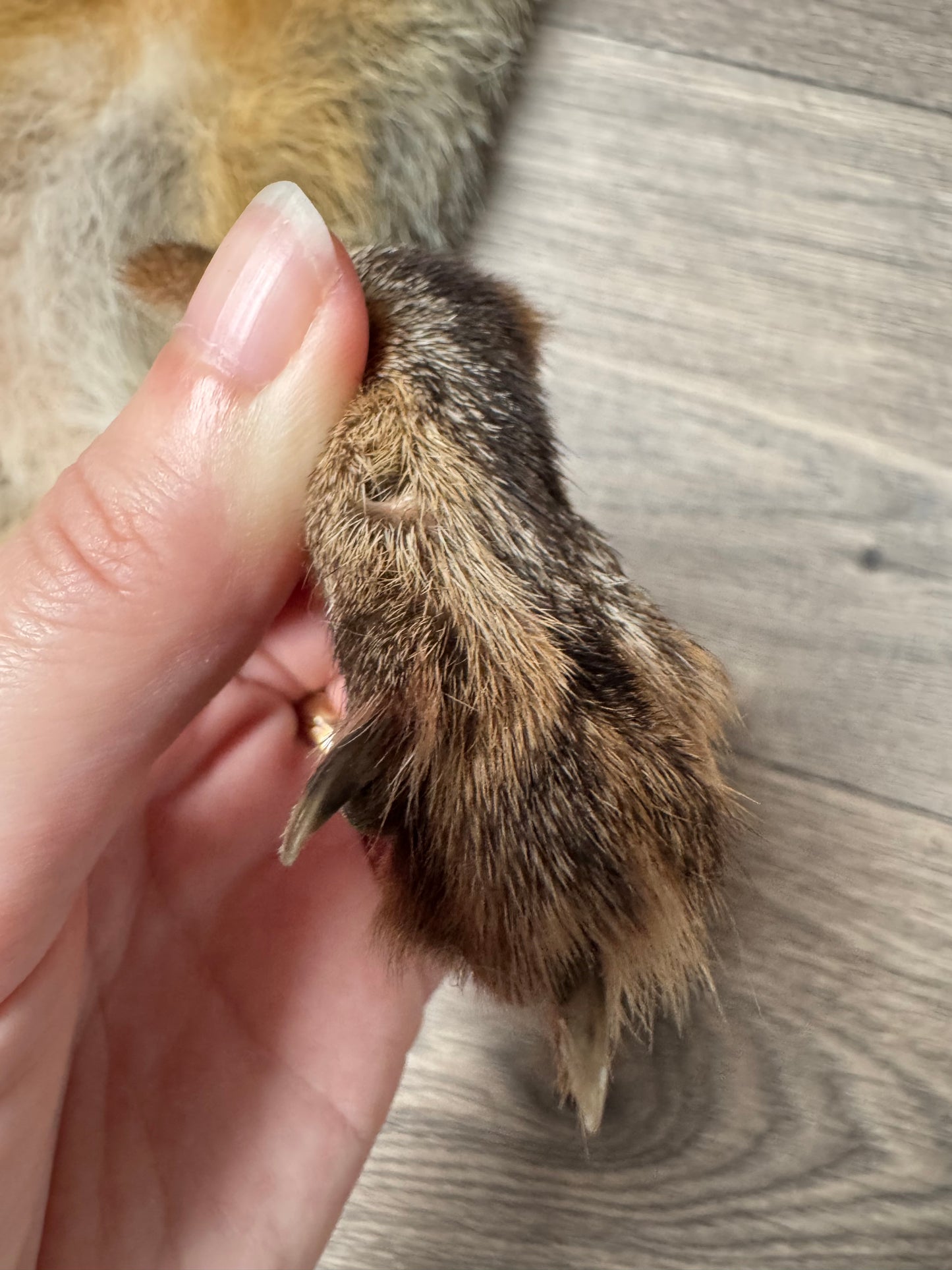 Female grey fox mountable pelt (11)