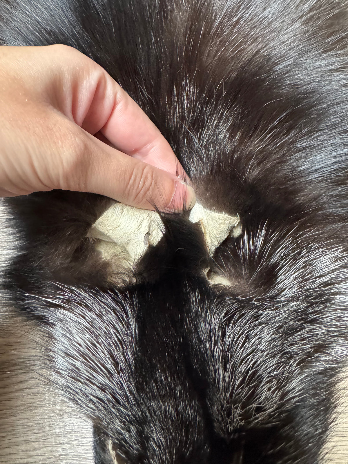 Silver fox pelt (22)