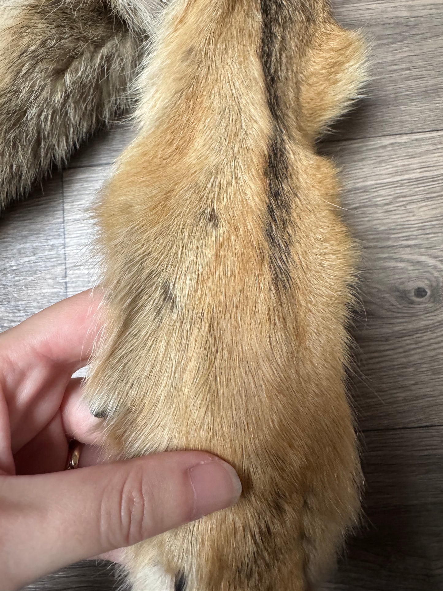 Male coyote mountable pelt (14)