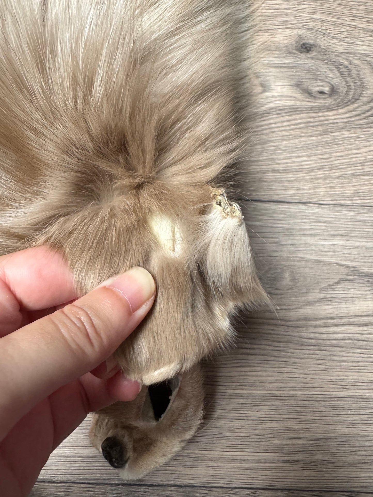 Amber fox pelt (4)