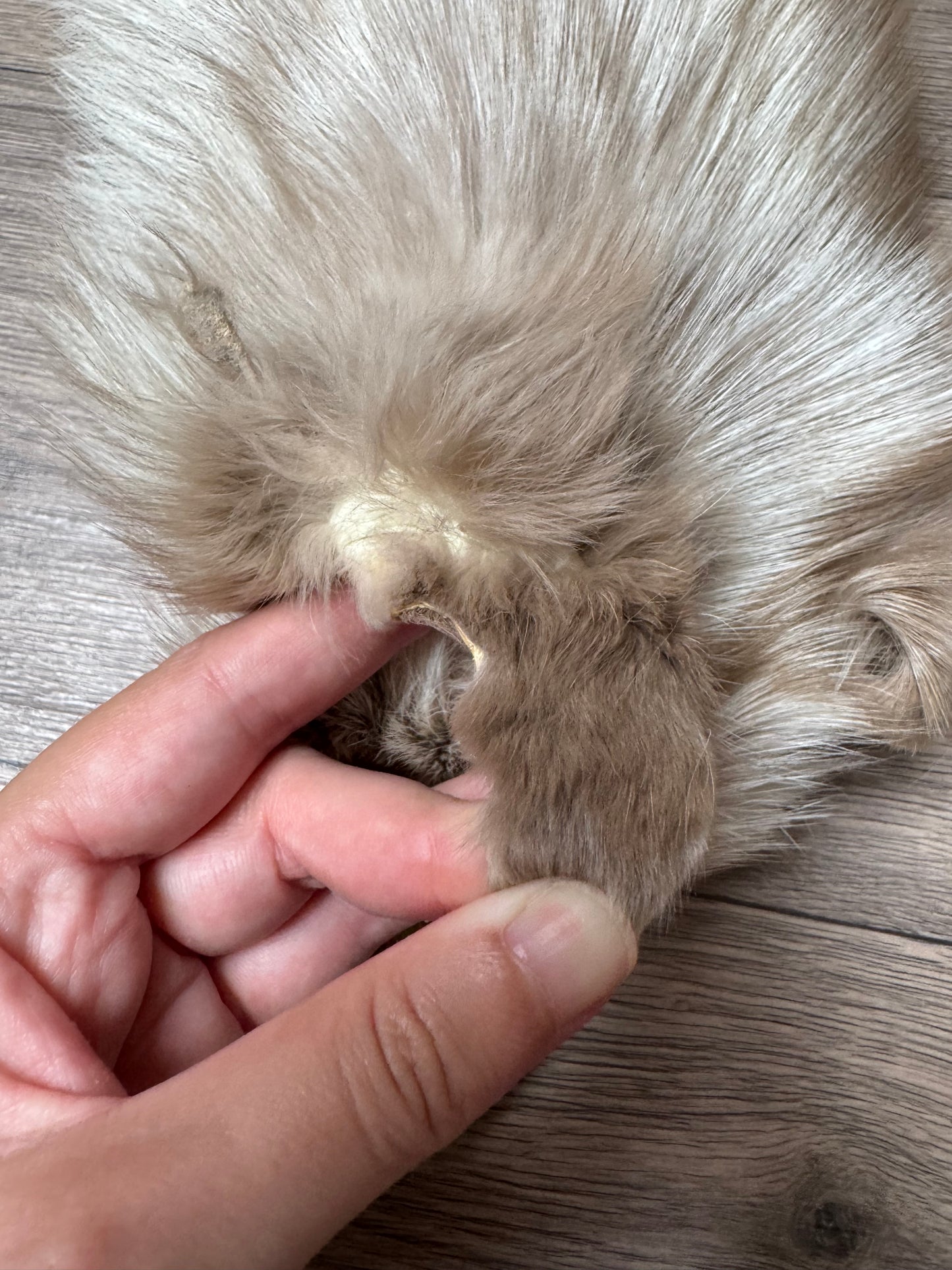 Amber fox pelt (9)