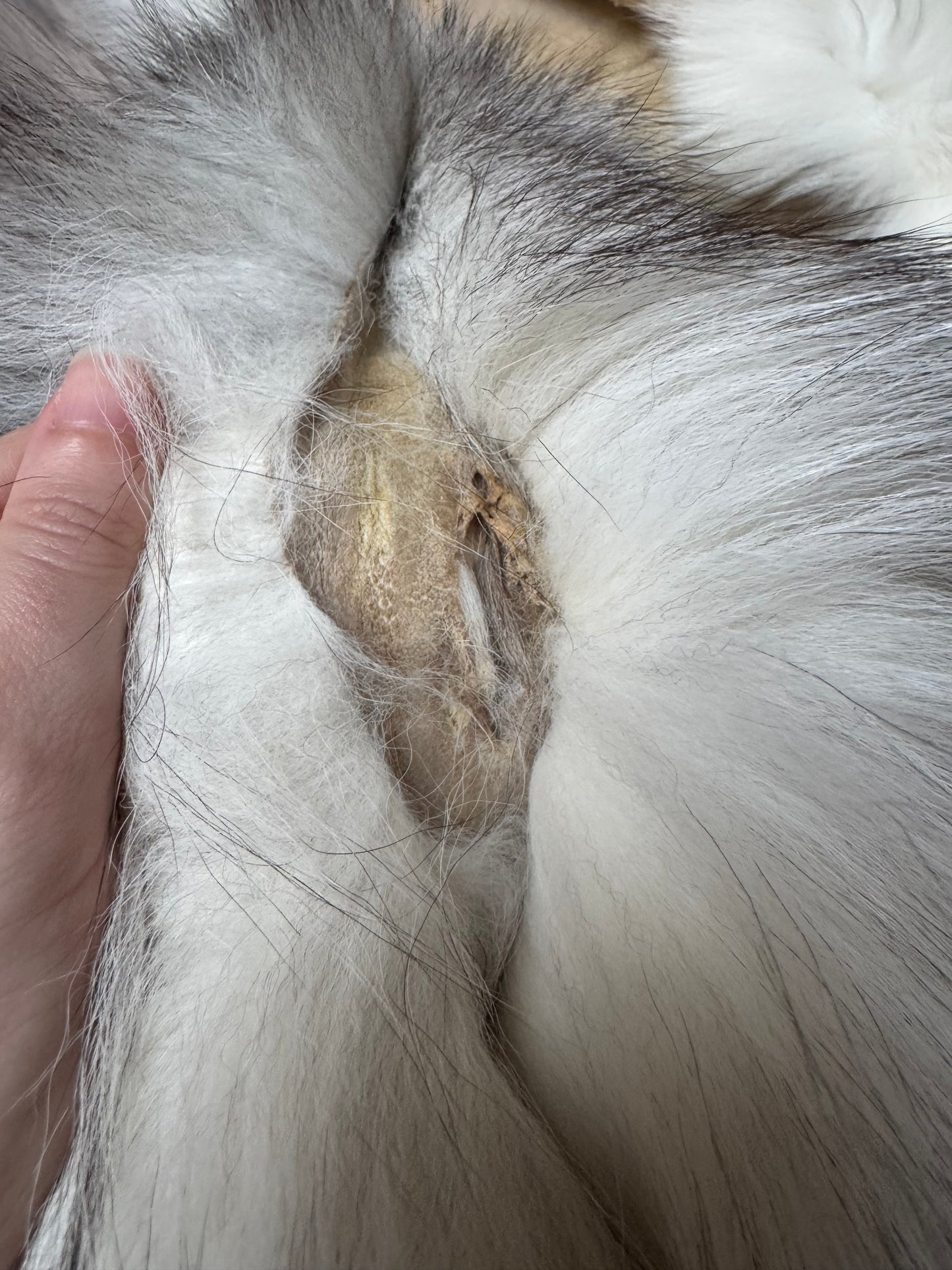 Marble Frost fox pelt (6) (extremely large pelt)