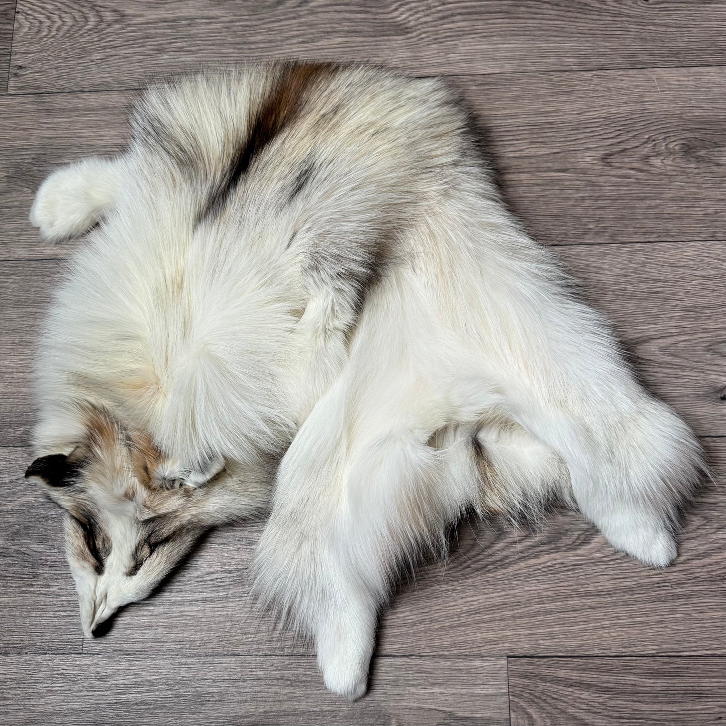 Smokey Platinum fox pelt (1)