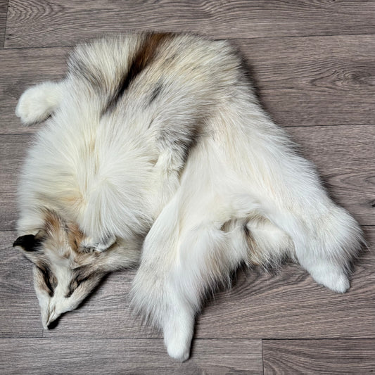 Smokey Platinum fox pelt (1)