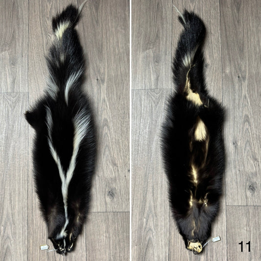 Skunk pelt (11)