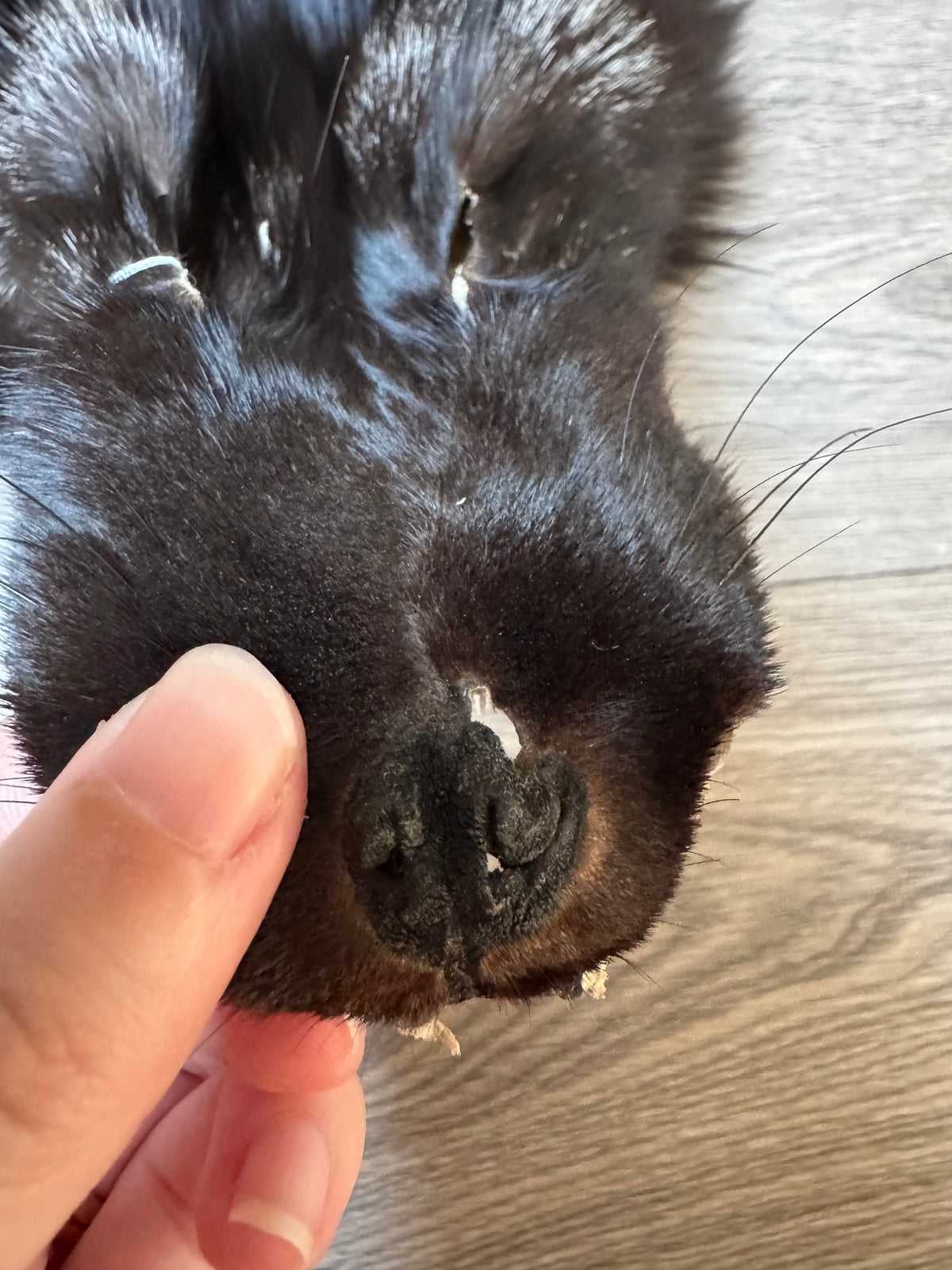 Silver fox pelt (16)