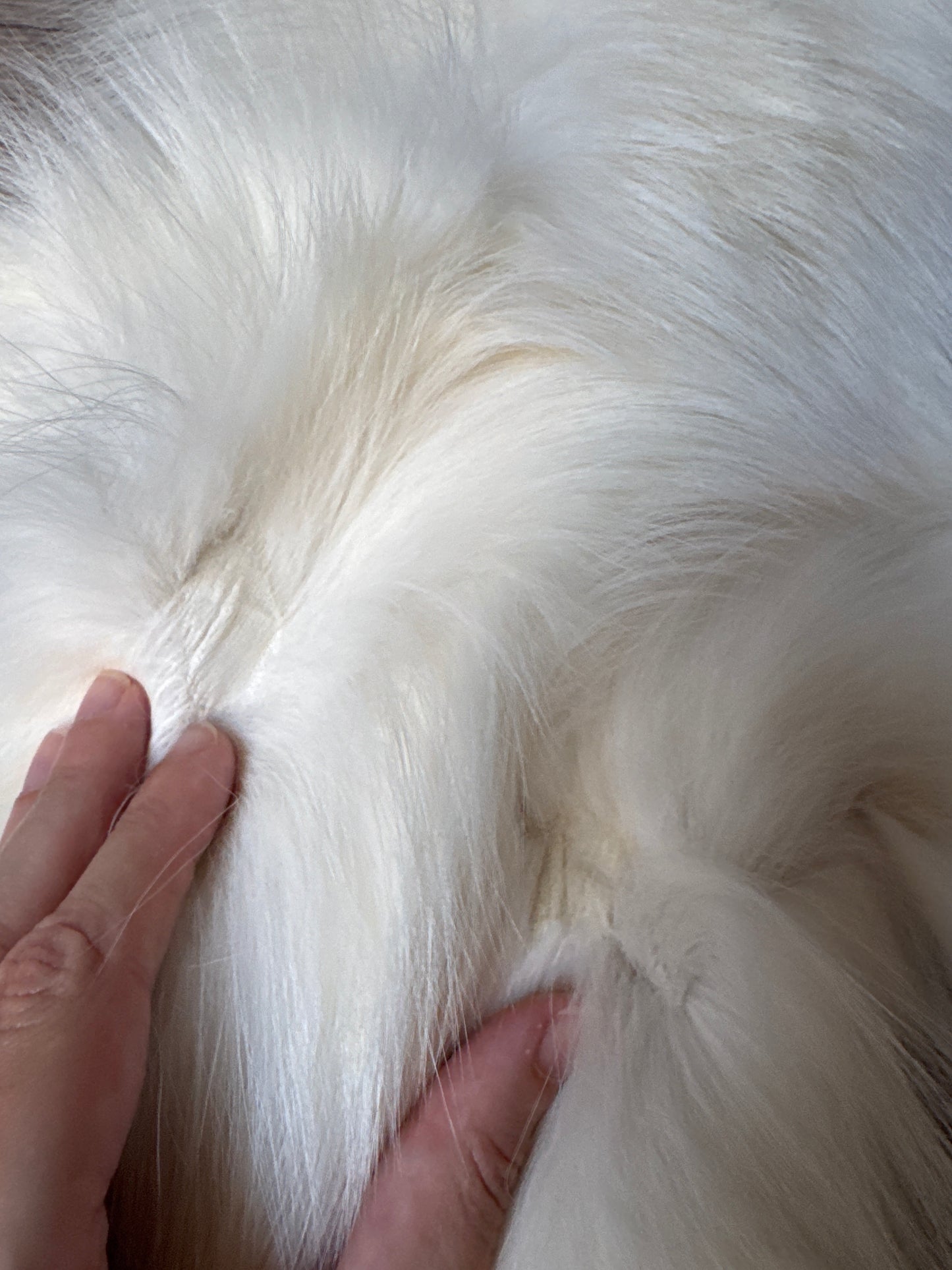 Cross Marble fox pelt (21)