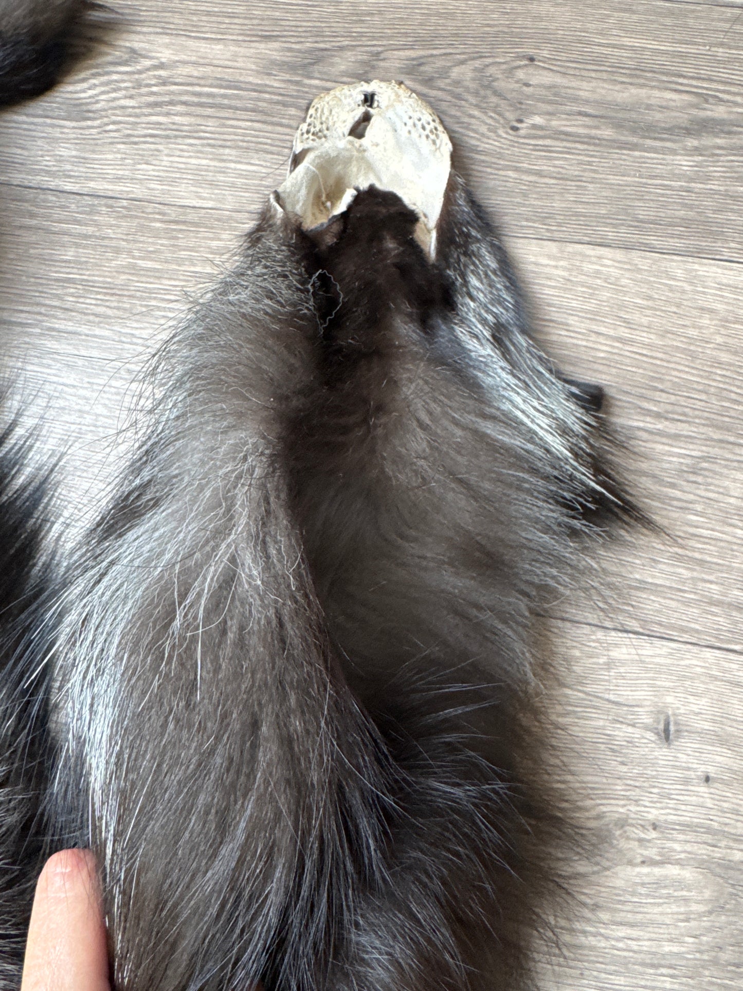 Silver fox pelt (16)