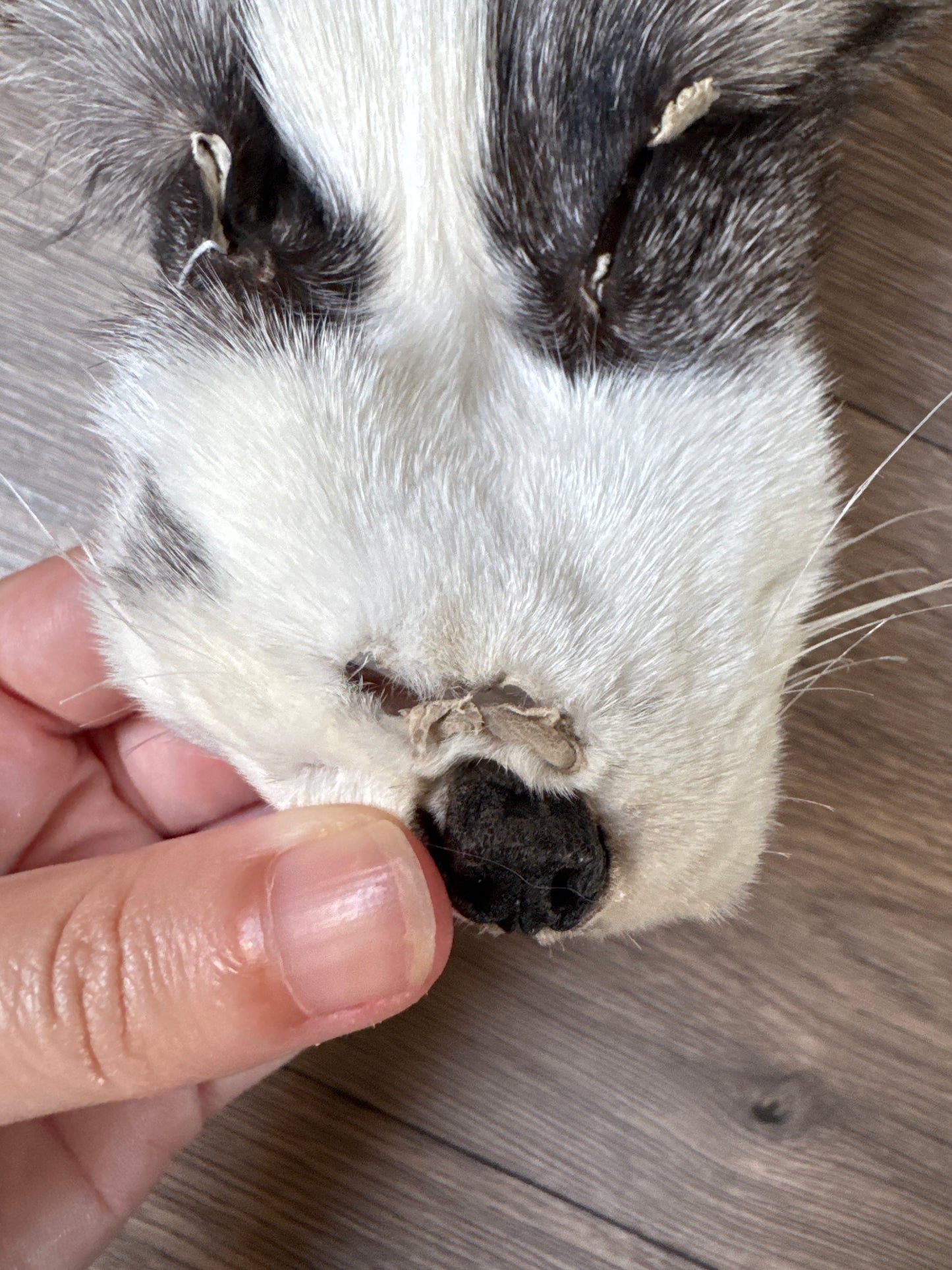 Platinum fox pelt (10)