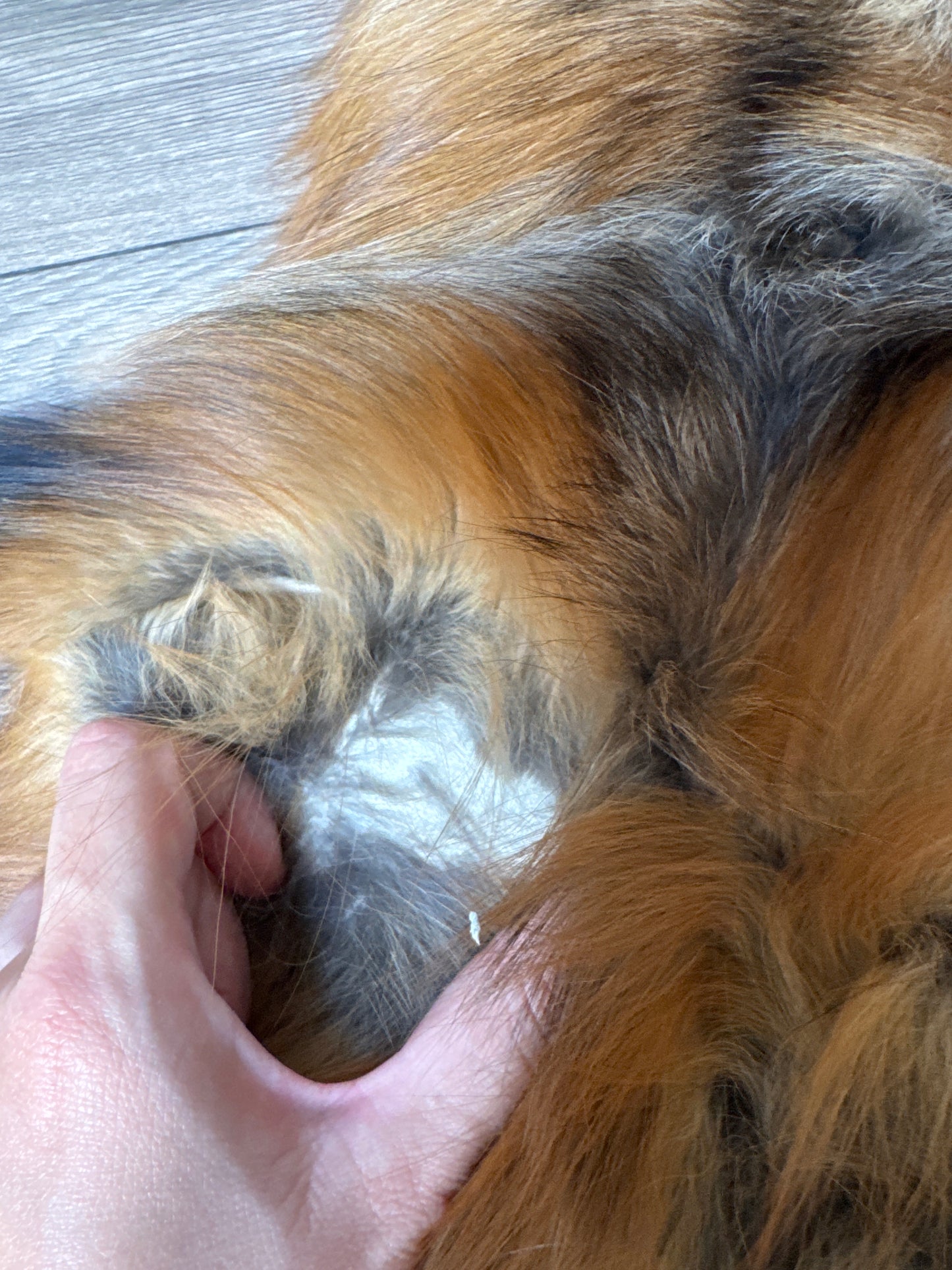 Gold fox pelt (48)