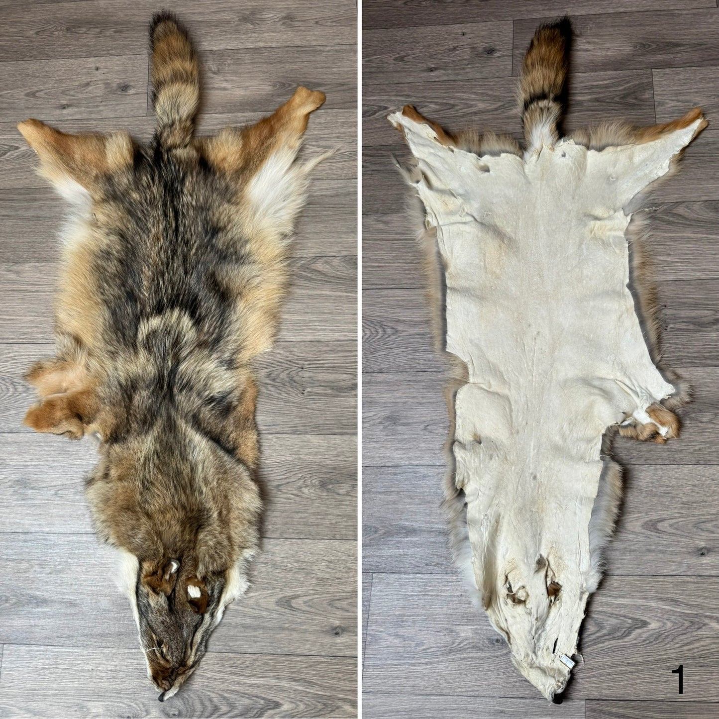 Coyote pelt (1)