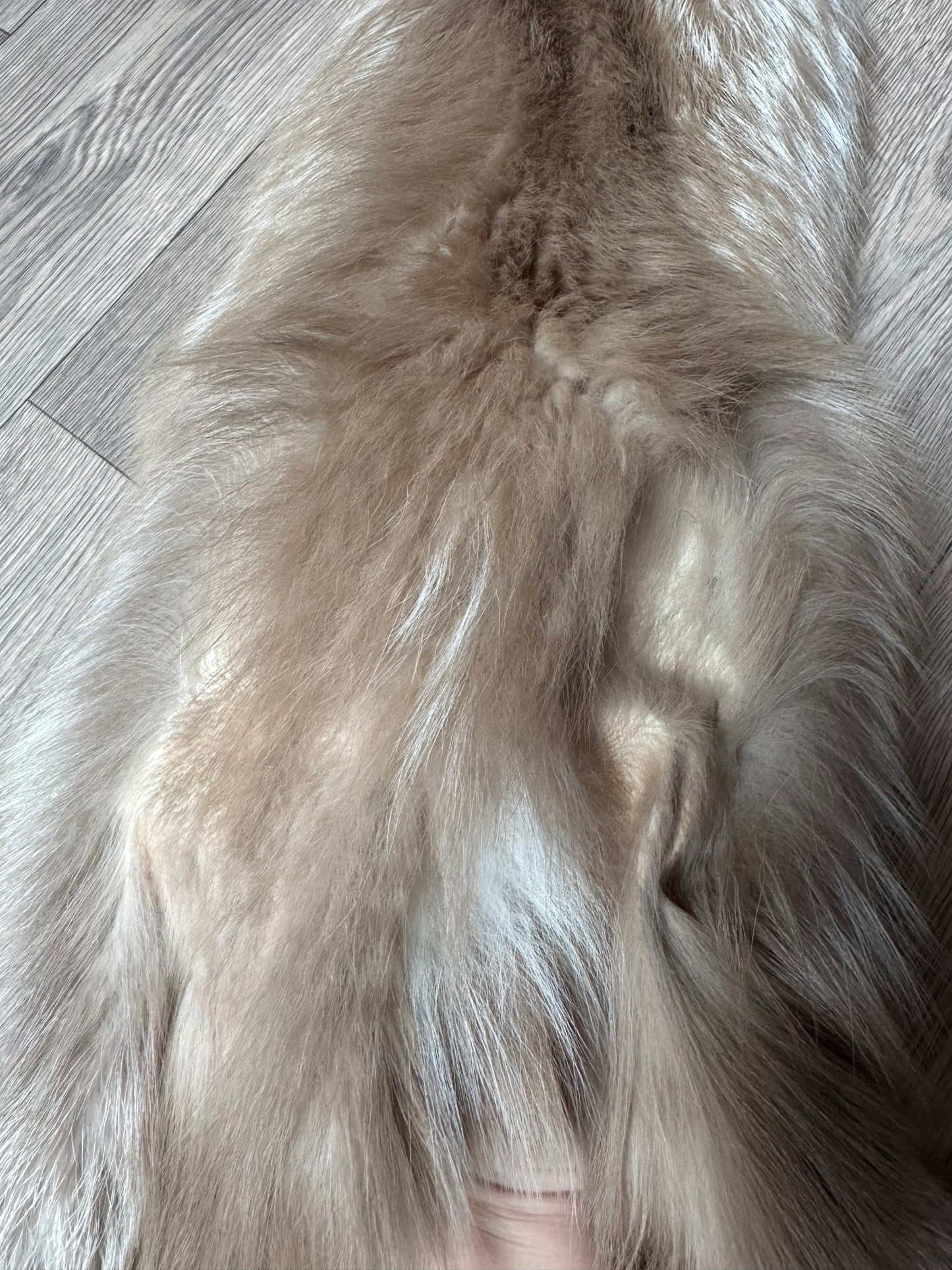 Amber fox pelt (5)