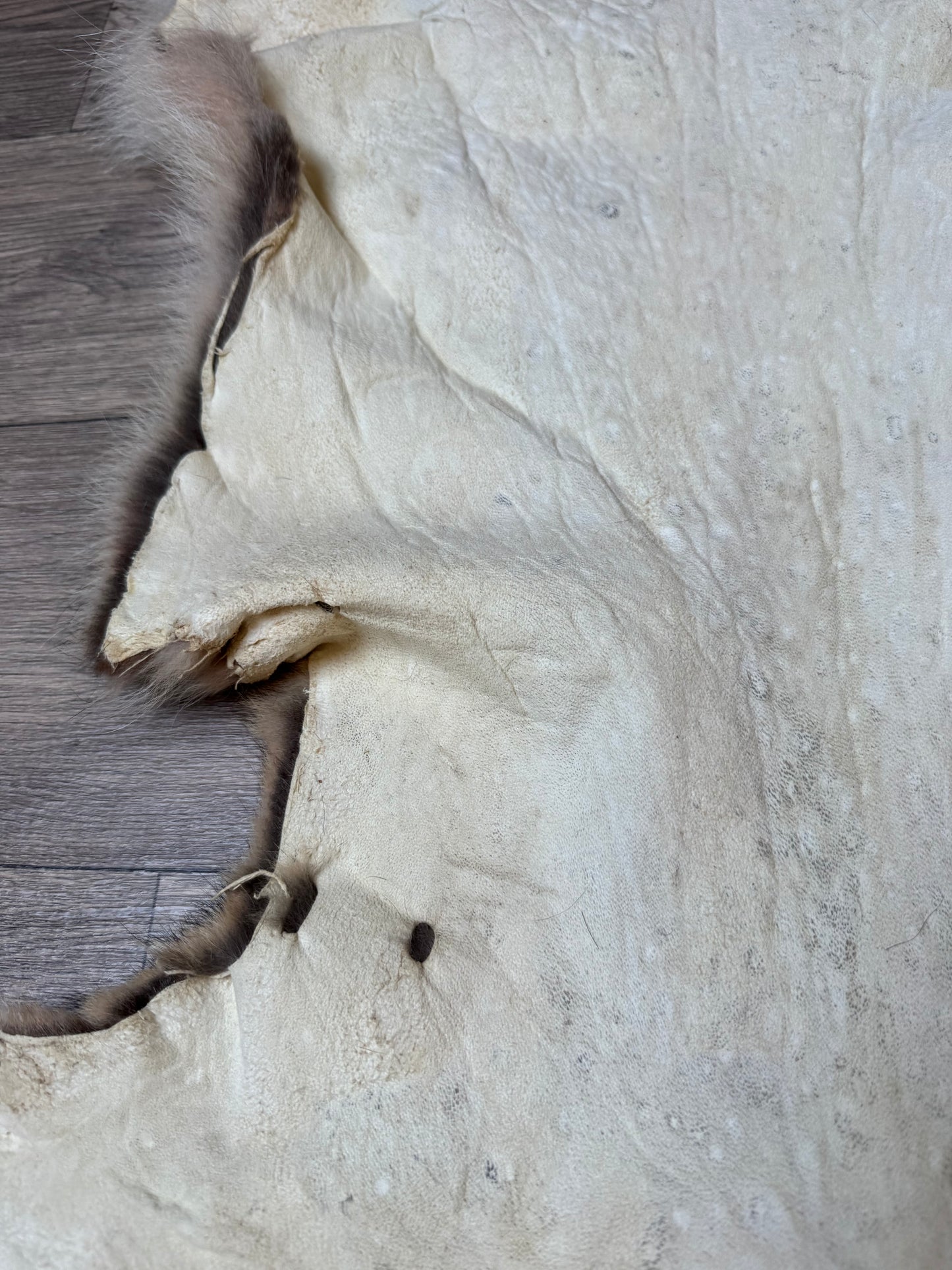 Coyote pelt (6)