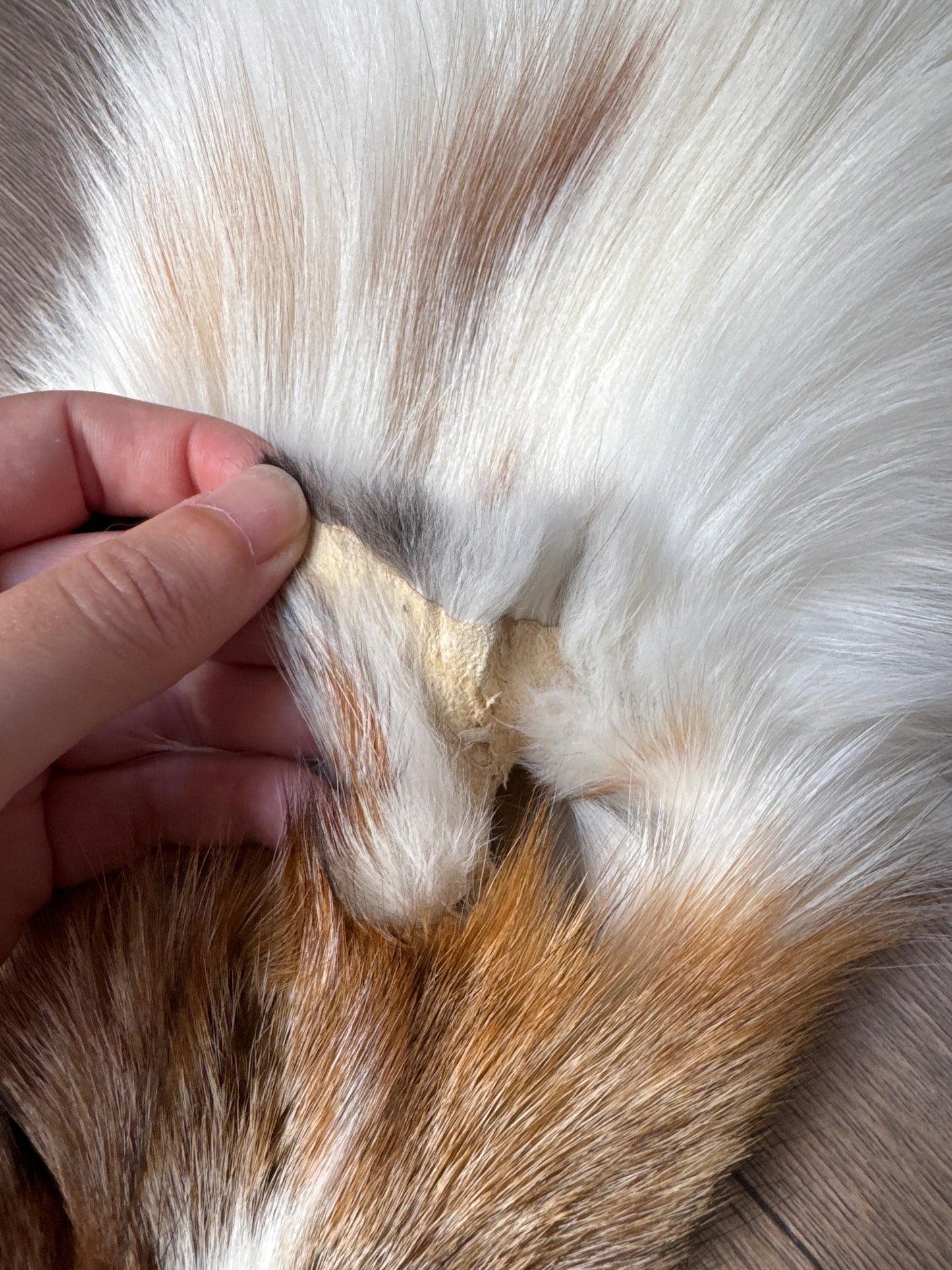 Sun Glow fox pelt (4)