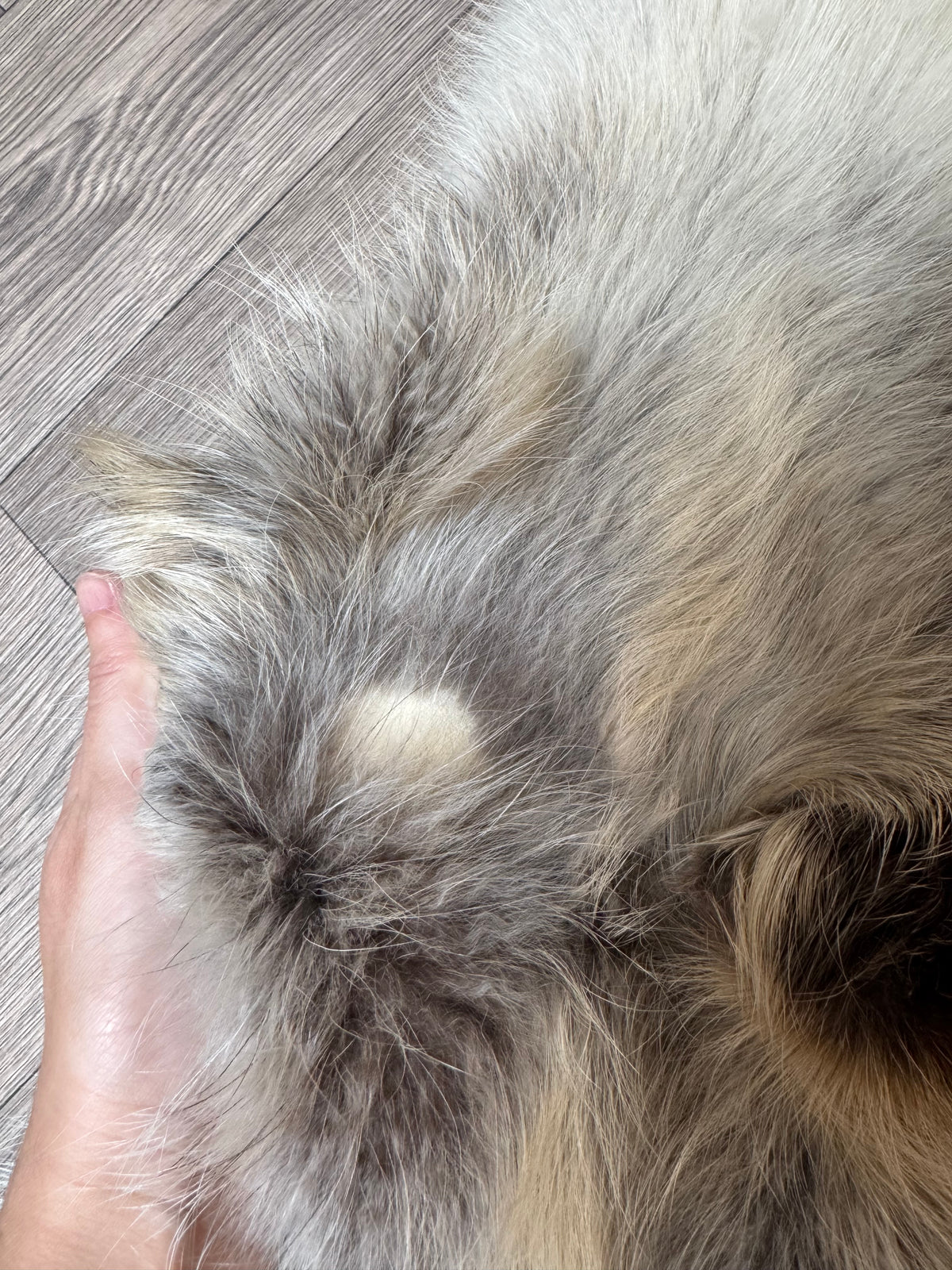 Arctic tanuki pelt (2)