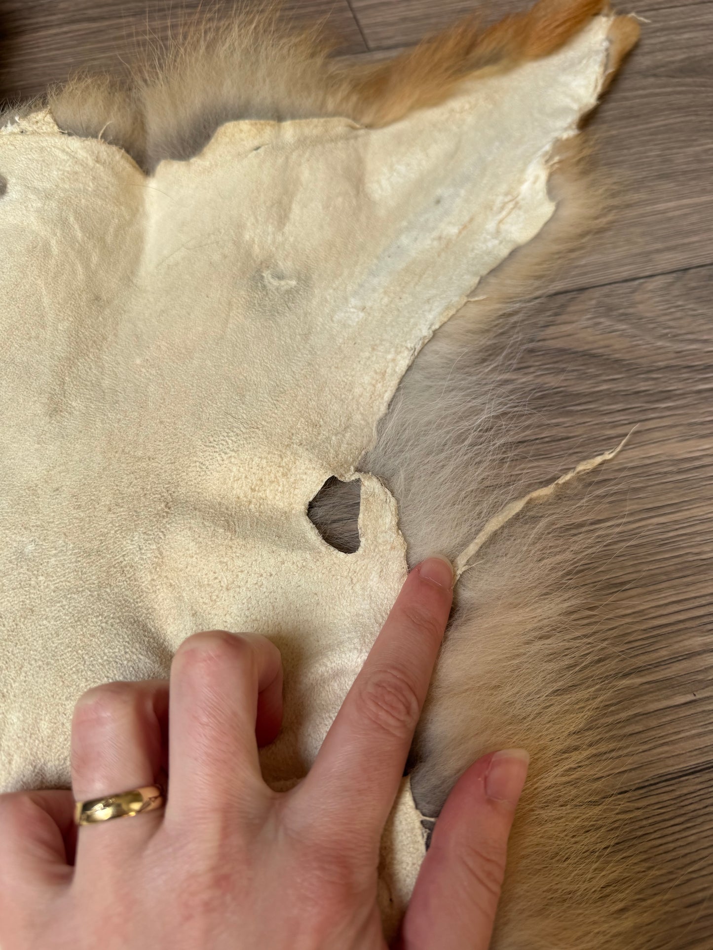 Coyote pelt (1)