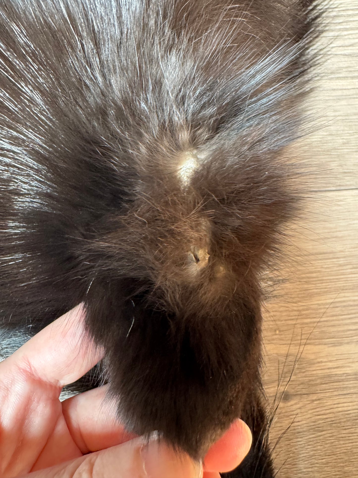 Silver fox pelt (4)