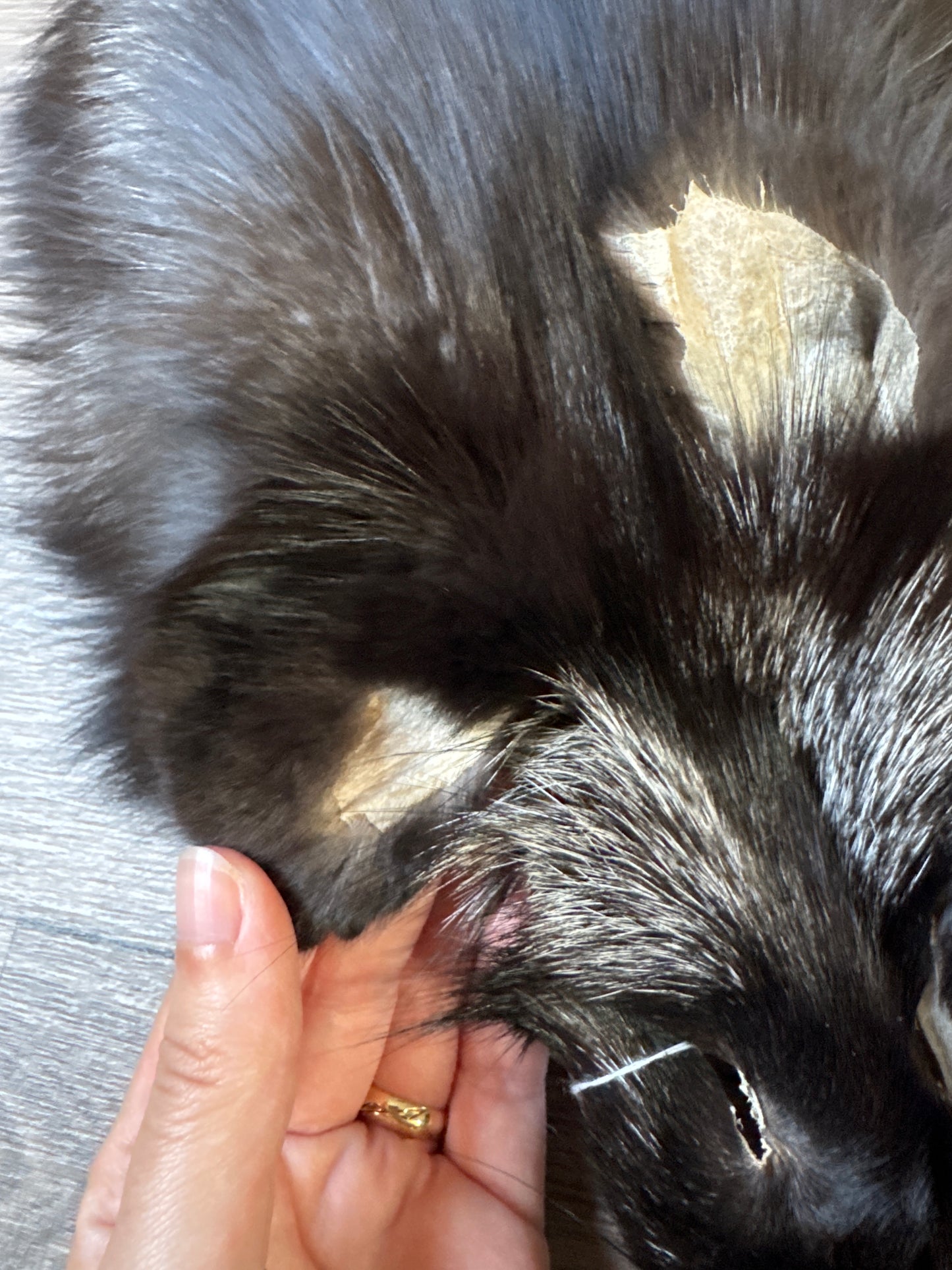 Silver fox pelt (12)