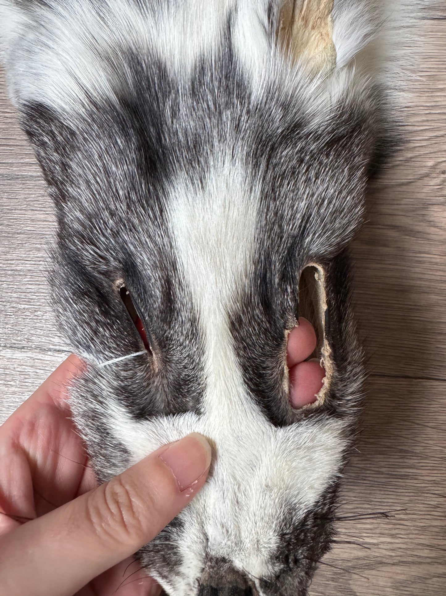 Marble Frost fox pelt (9)